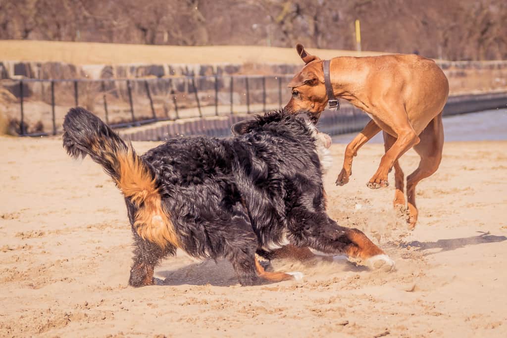 Montrose Dog Beach, Bernese Mountain Dog, Chicago