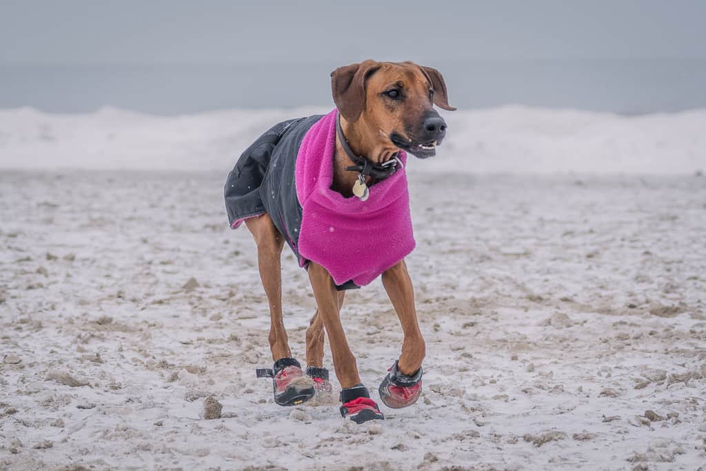 Rhodesian Ridgeback, blog, dog boots, cute, chicago, adventure