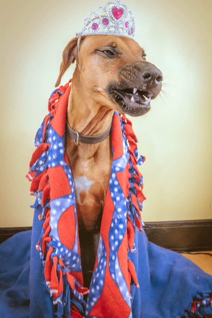 Rhodesian Ridgeback, blog, cute, adventure, chicago, puppy