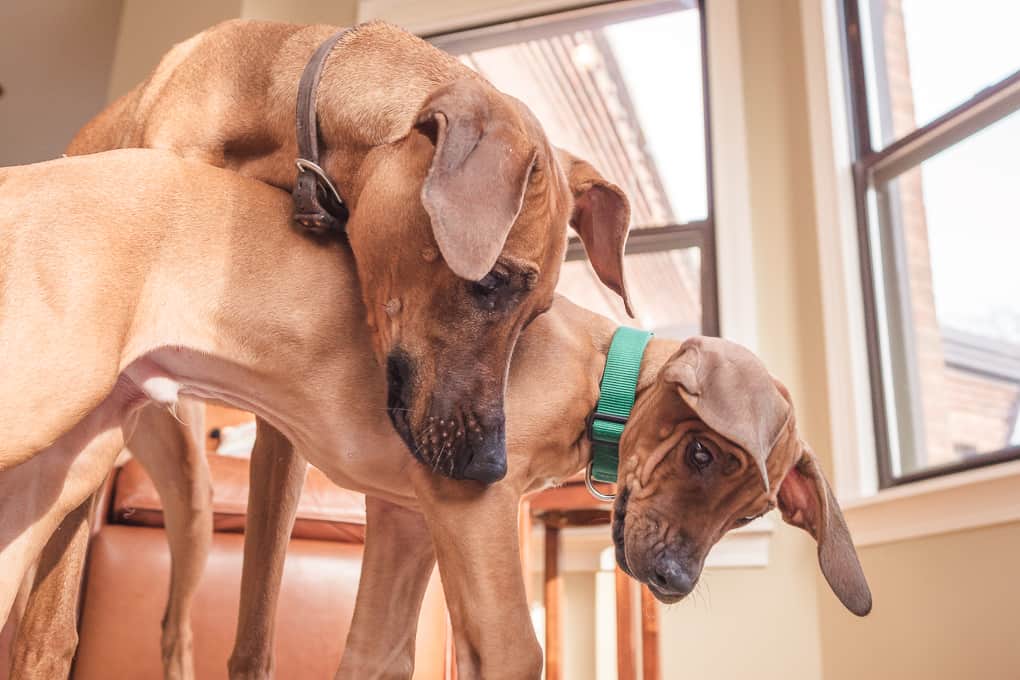 Rhodesian Ridgeback, puppy, chicago, marking our territory