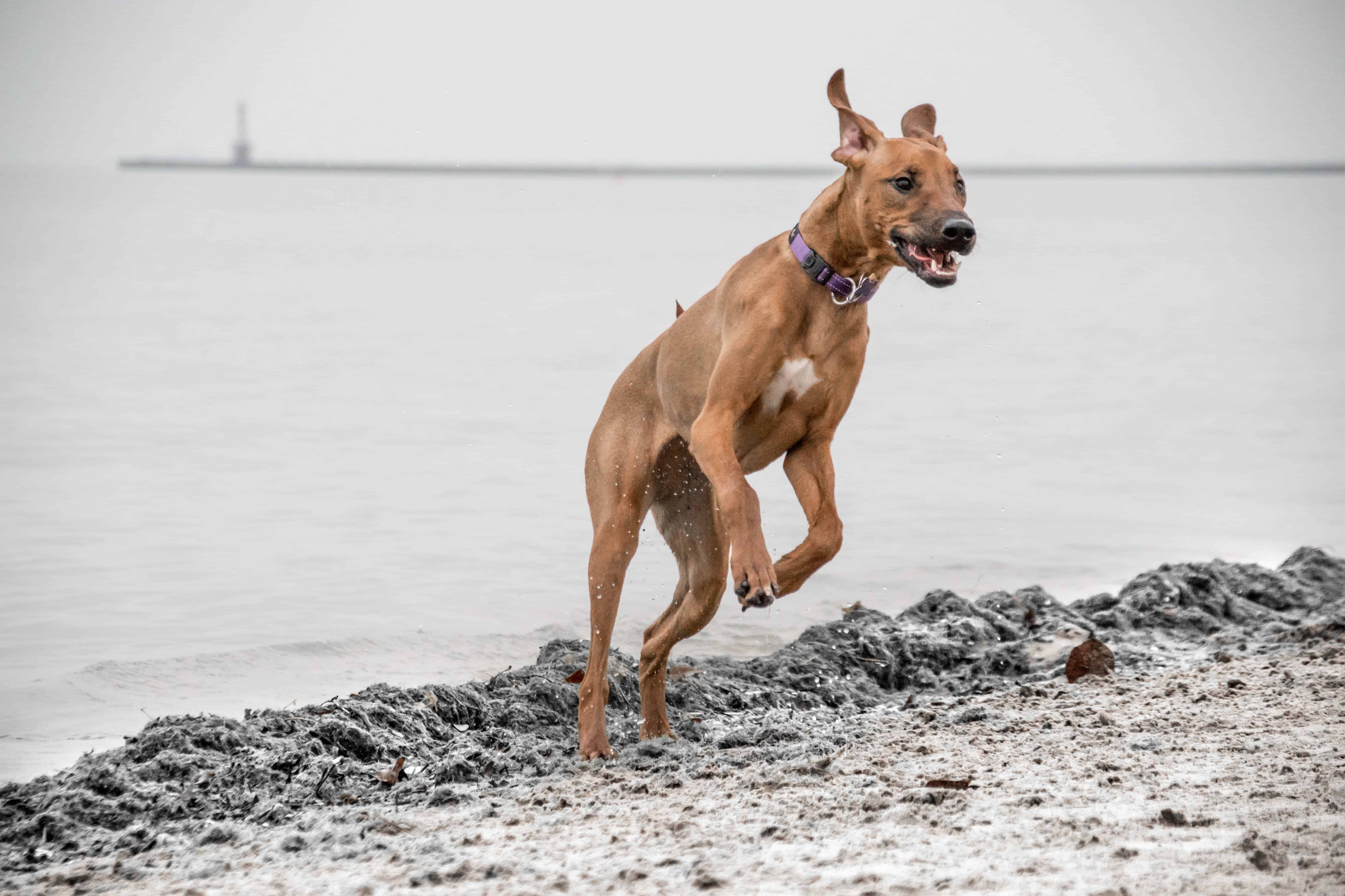 Rhodesian Ridgeback, puppy, beach, Chicago