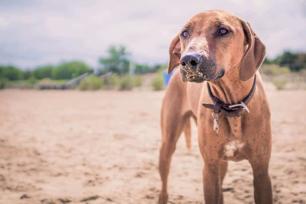 montrose dog beach, chicago, rhodesian ridgeback, puppy, dog friendly