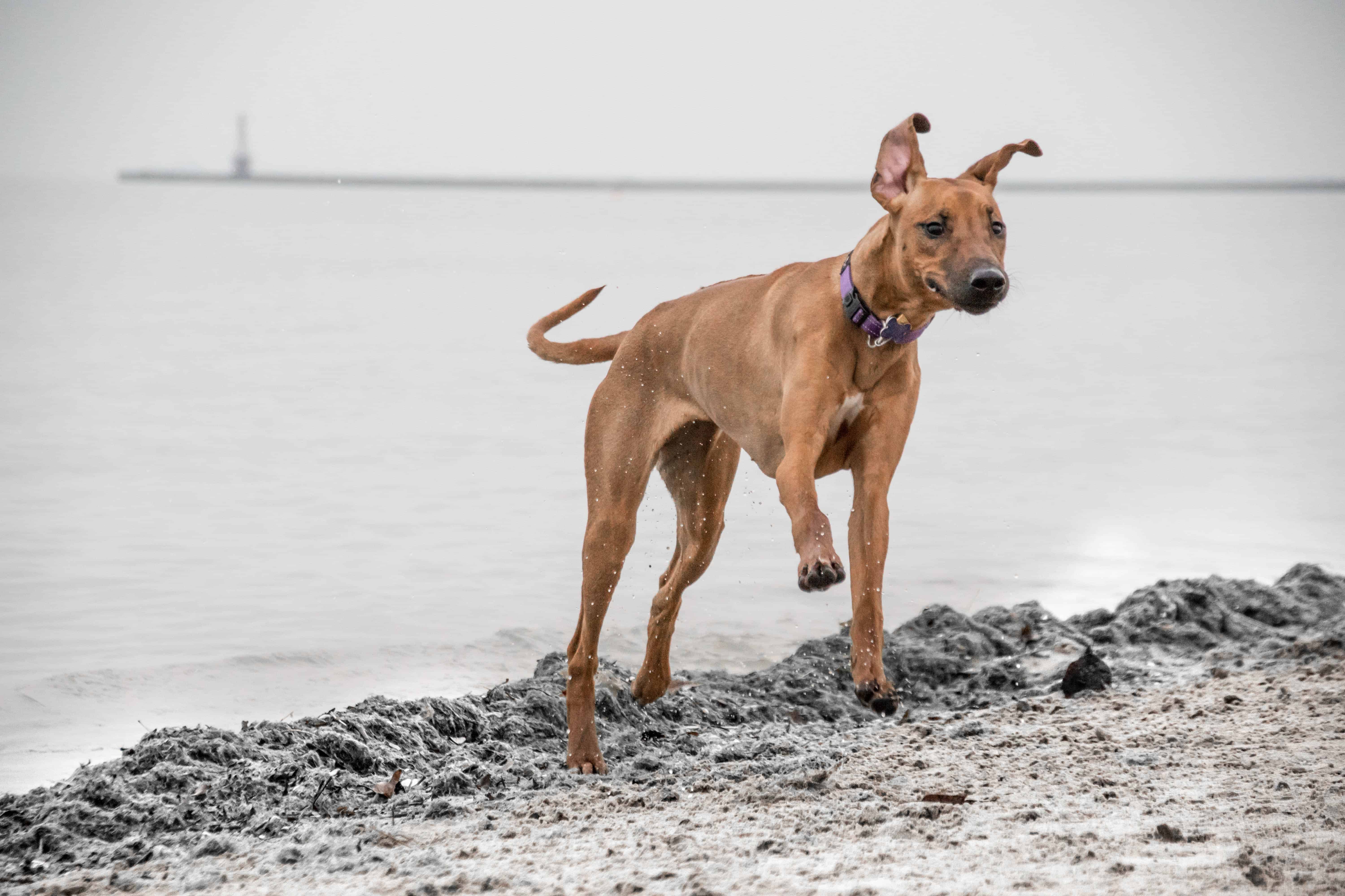 Rhodesian Ridgeback, puppy, beach, Chicago