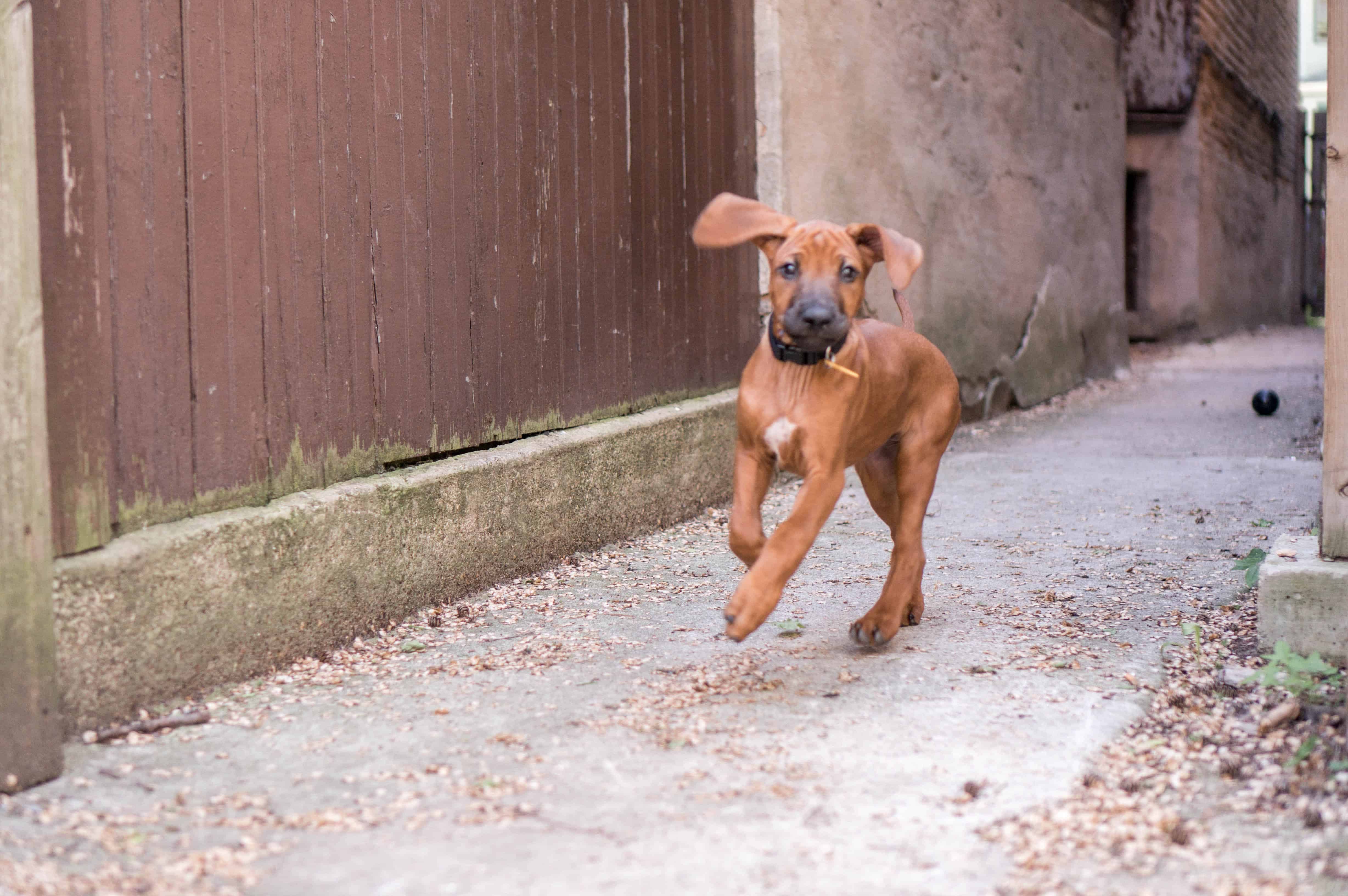 Rhodesian Ridgeback puppy, dogs, marking our territory, adventure, chicago