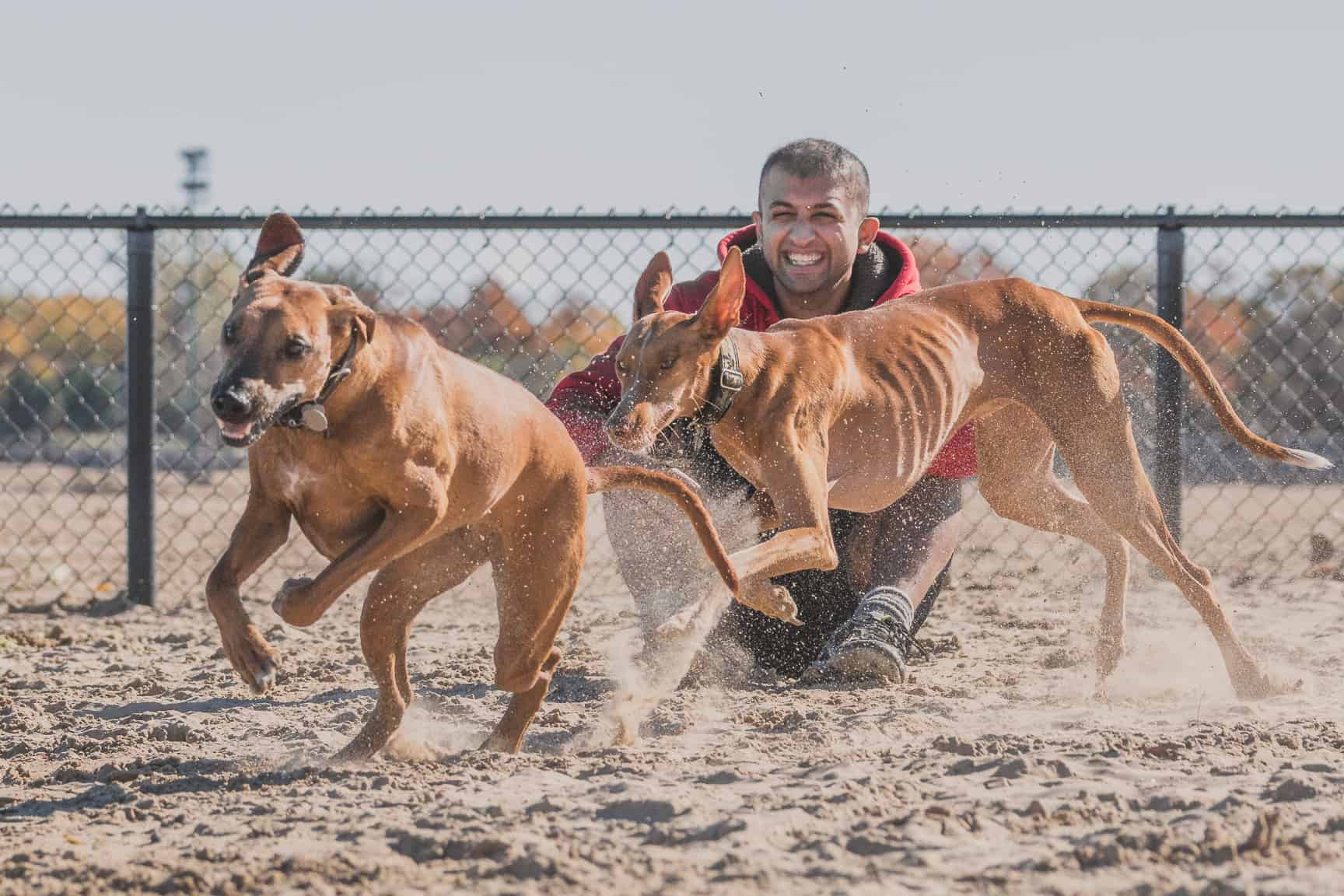 Rhodesian Ridgeback, Chicago, Montrose Dog Beach, Adventure, Marking Our Territory