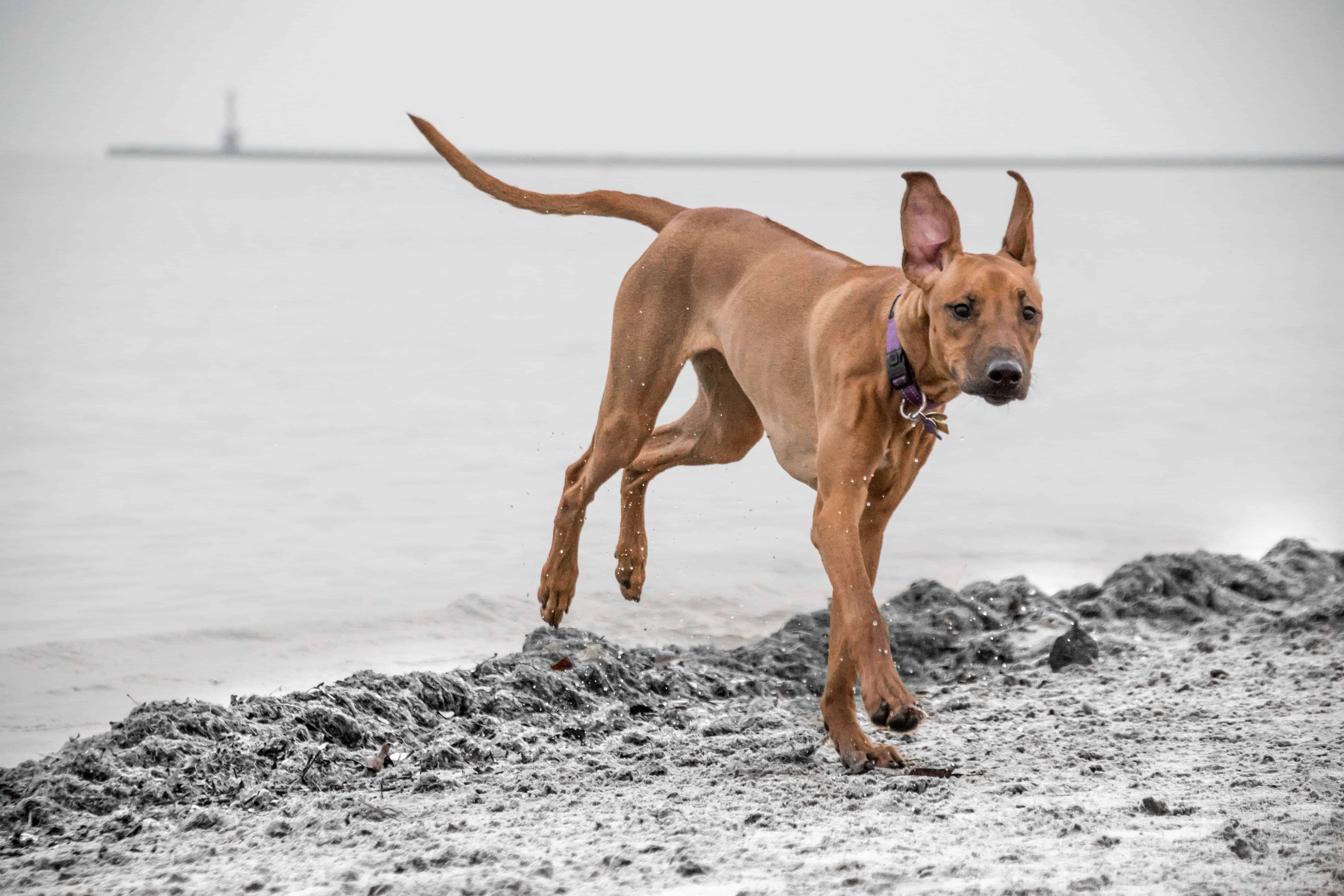 Rhodesian Ridgeback, puppy, beach, Chicago