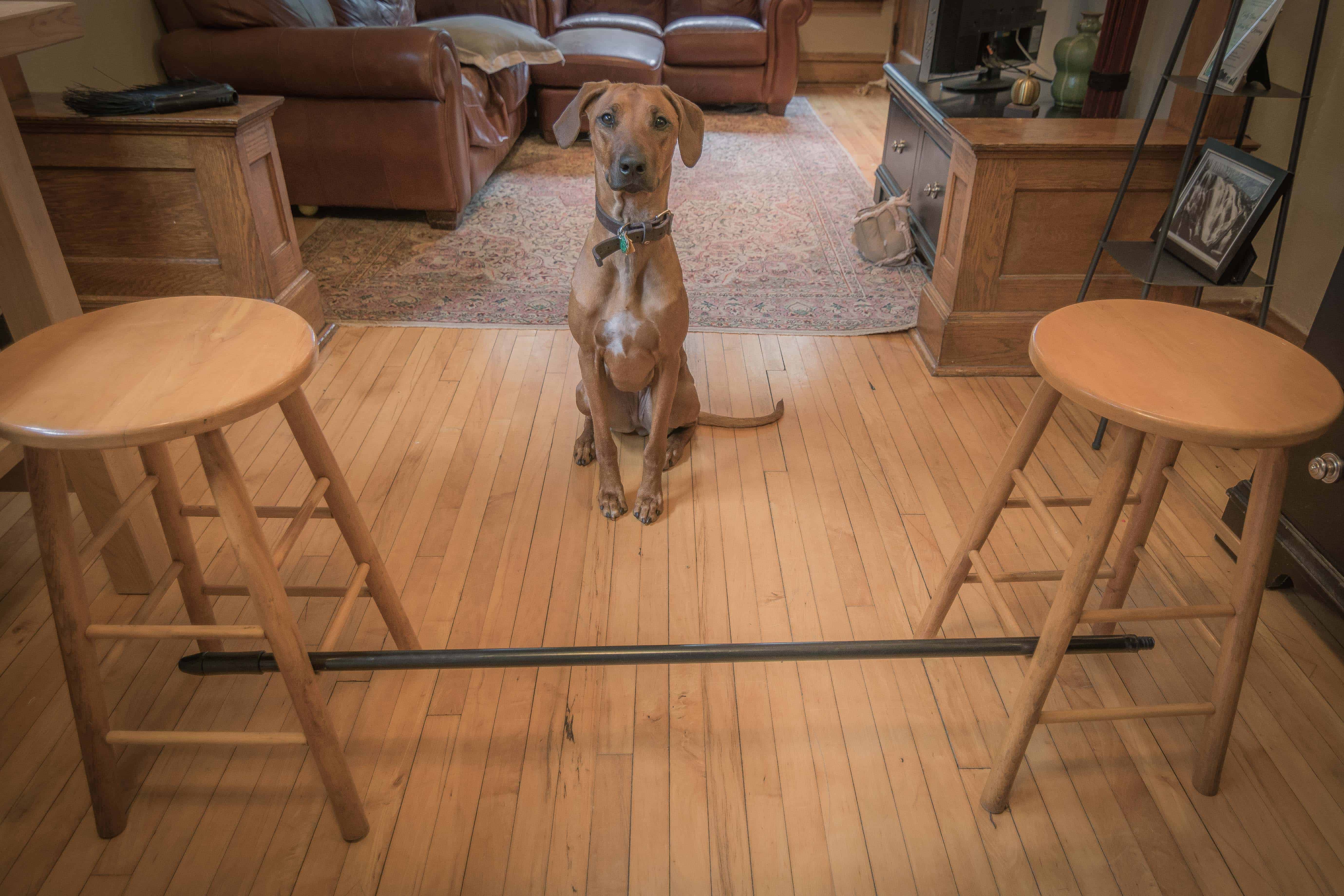 Rhodesian RIdgeback, puppy, cute, training, chicago