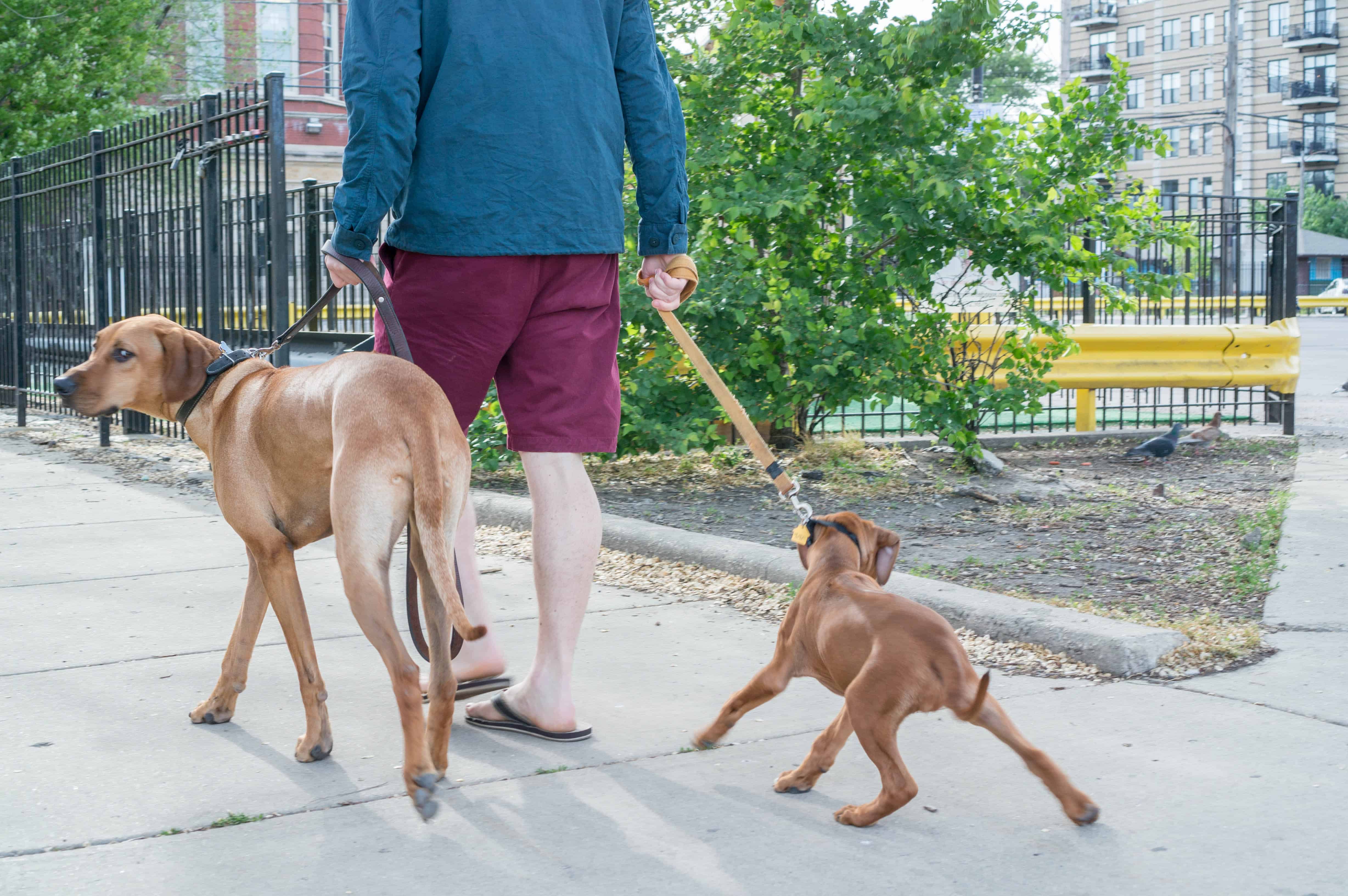 Rhodesian Ridgeback puppy, dogs, marking our territory, adventure, chicago