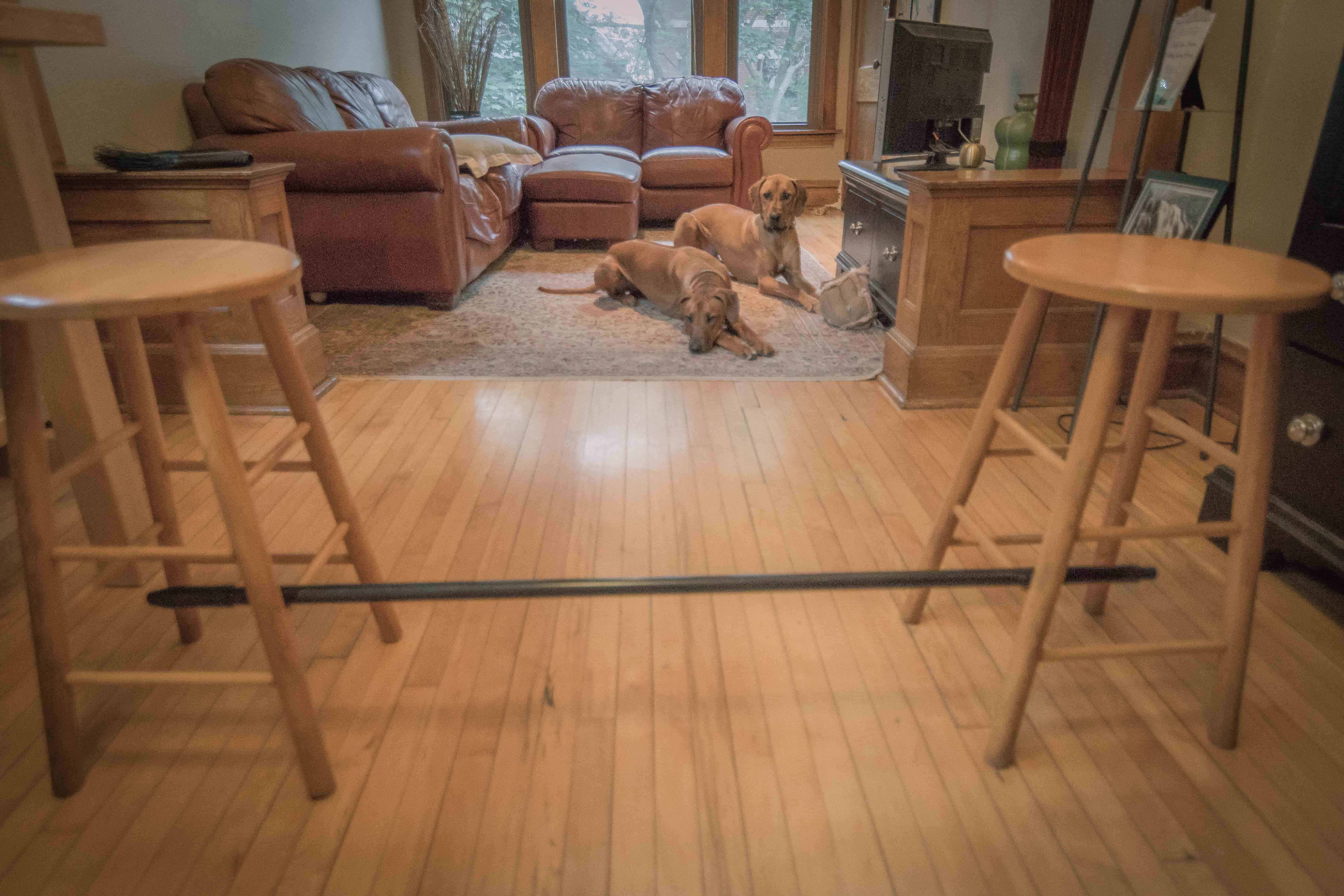 Rhodesian RIdgeback, puppy, cute, training, chicago