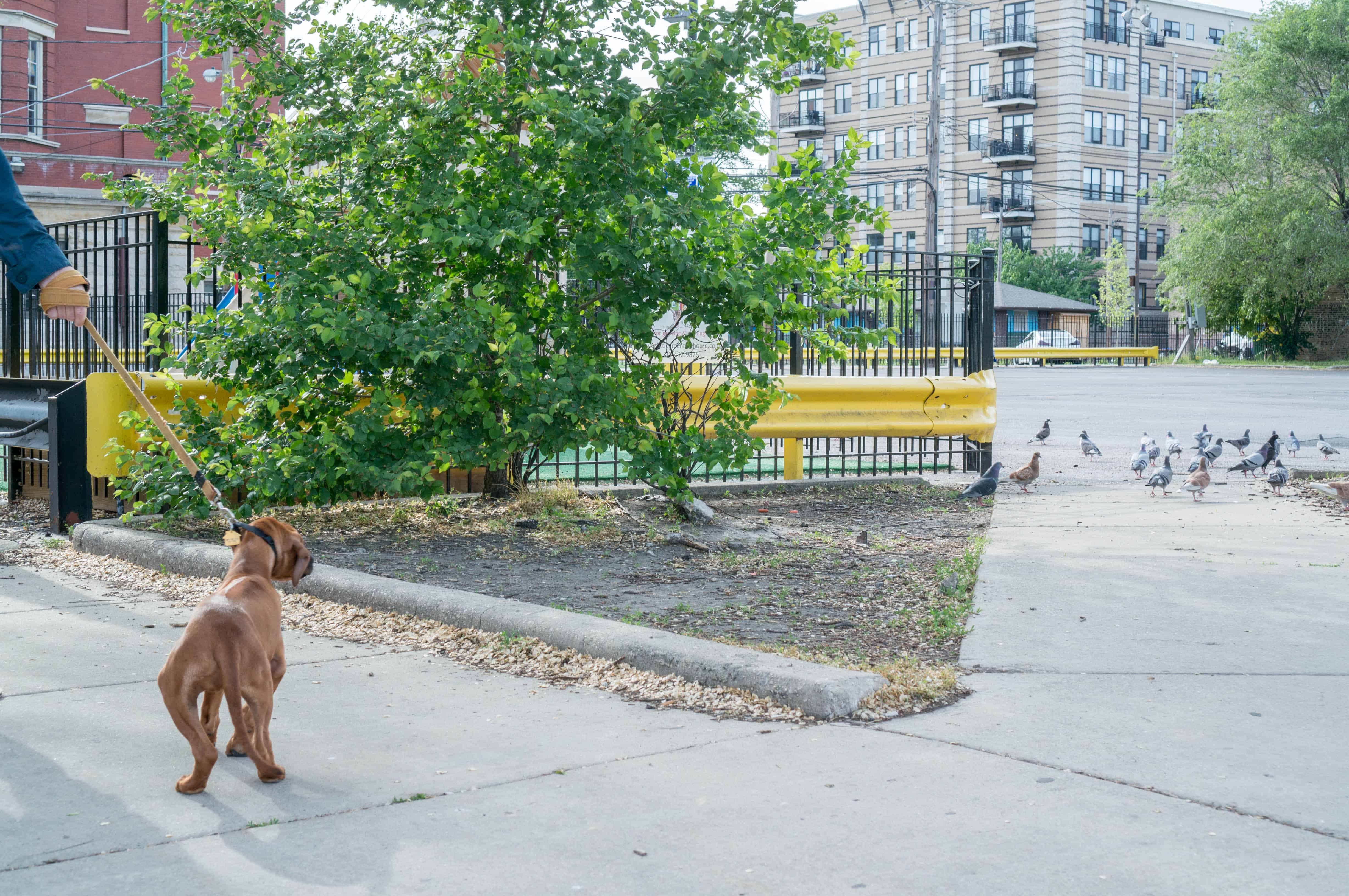 Rhodesian Ridgeback puppy, dogs, marking our territory, adventure, chicago