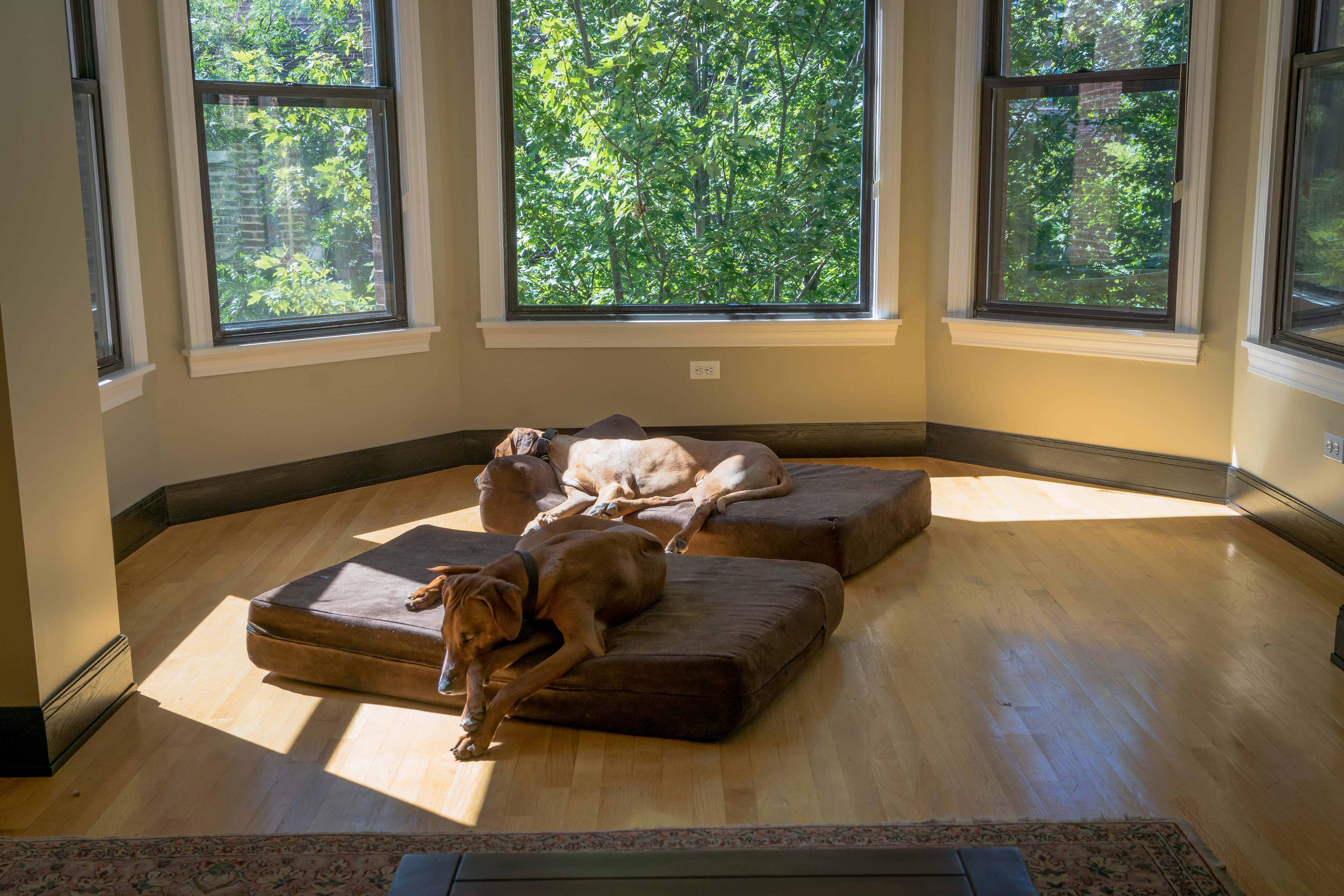 Rhodesian Ridgeback, puppy, cute, chicago, adventure