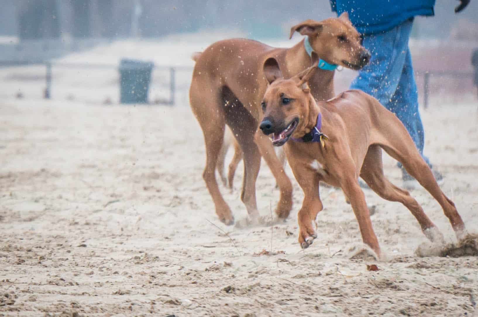 Rhodesian Ridgeback, puppy, beach, Chicago