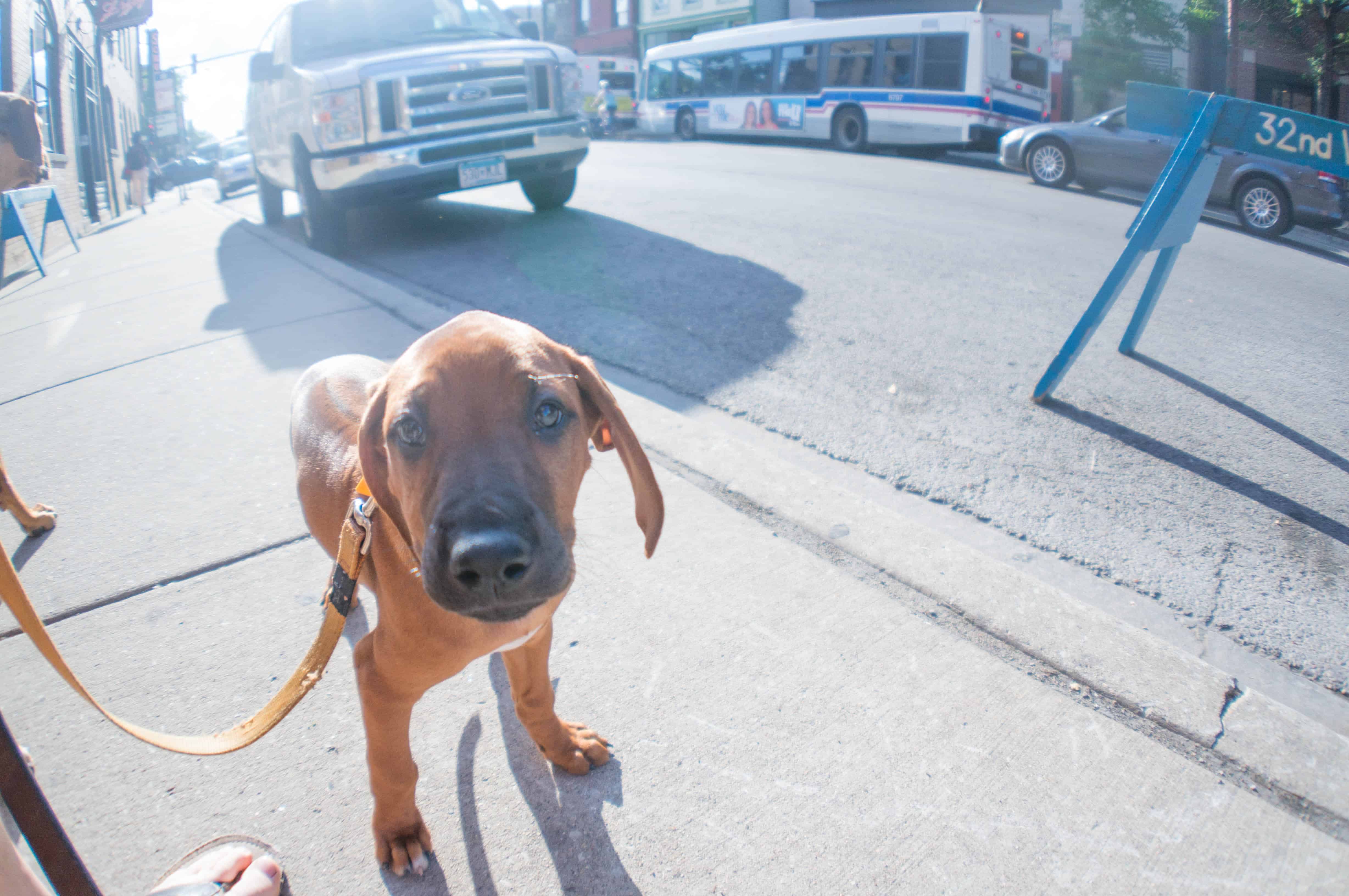 Rhodesian Ridgeback puppy, dogs, marking our territory, adventure, chicago