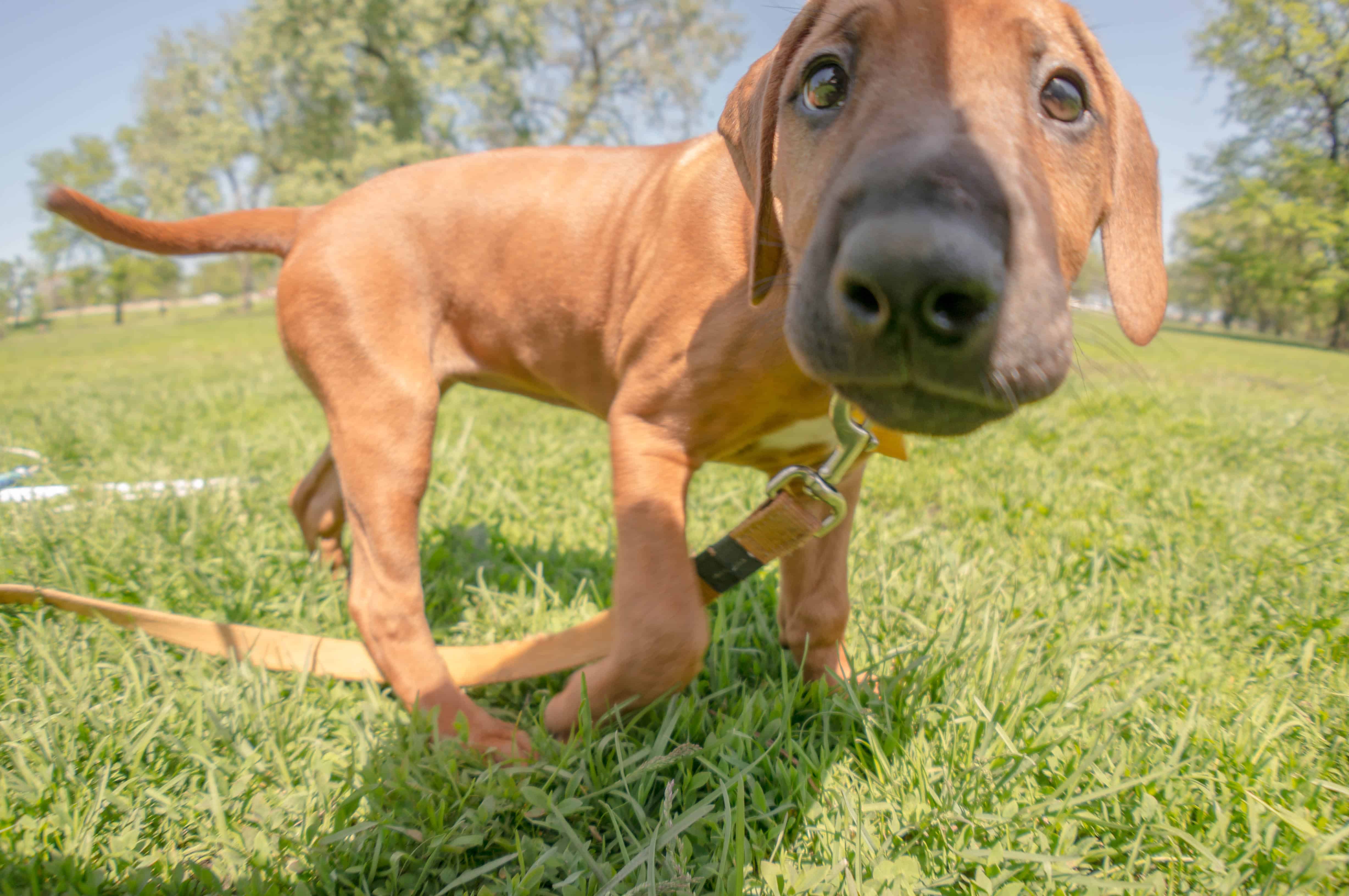 Rhodesian Ridgeback puppy, dogs, marking our territory, adventure, chicago