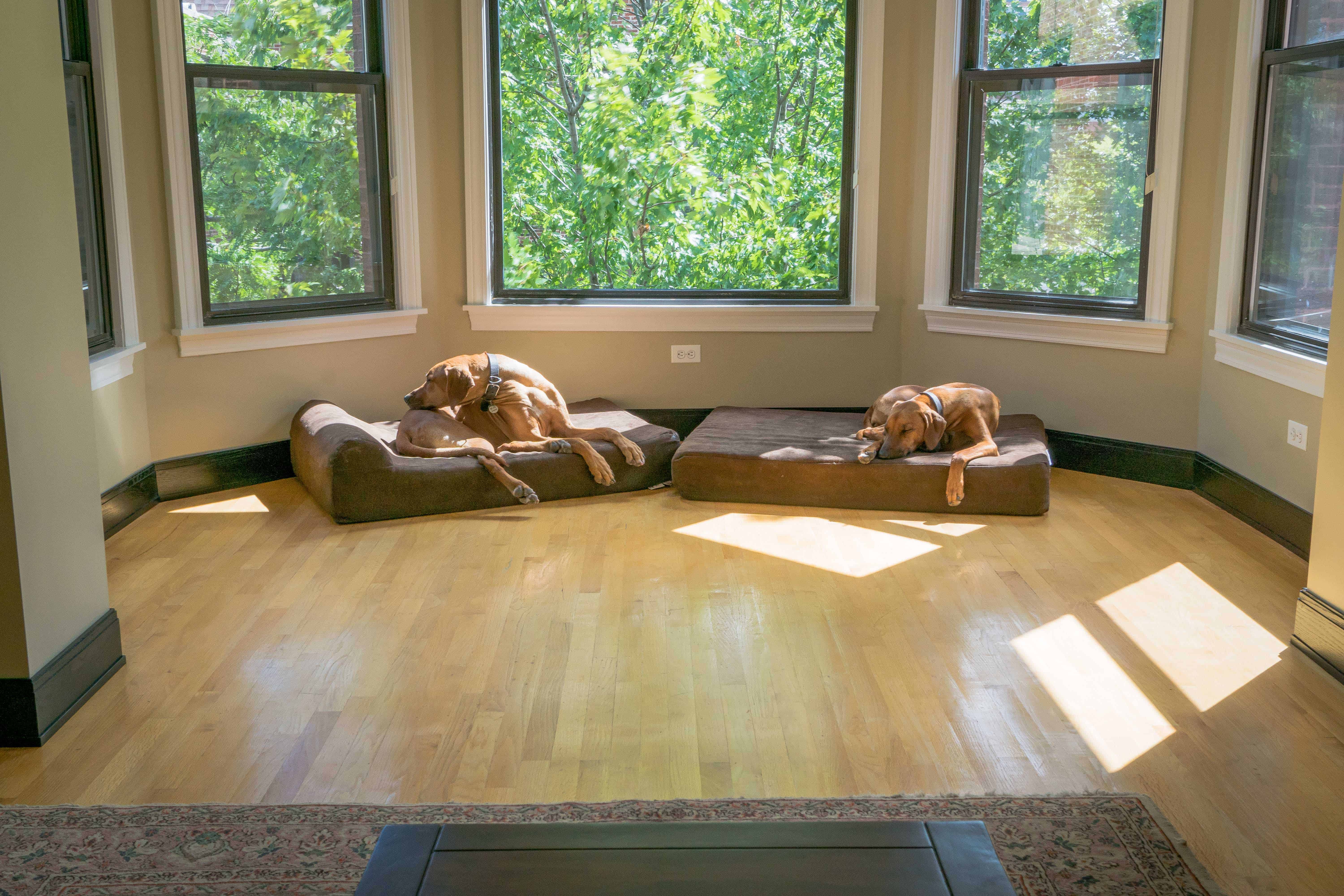 Rhodesian Ridgeback, puppy, cute, chicago, adventure