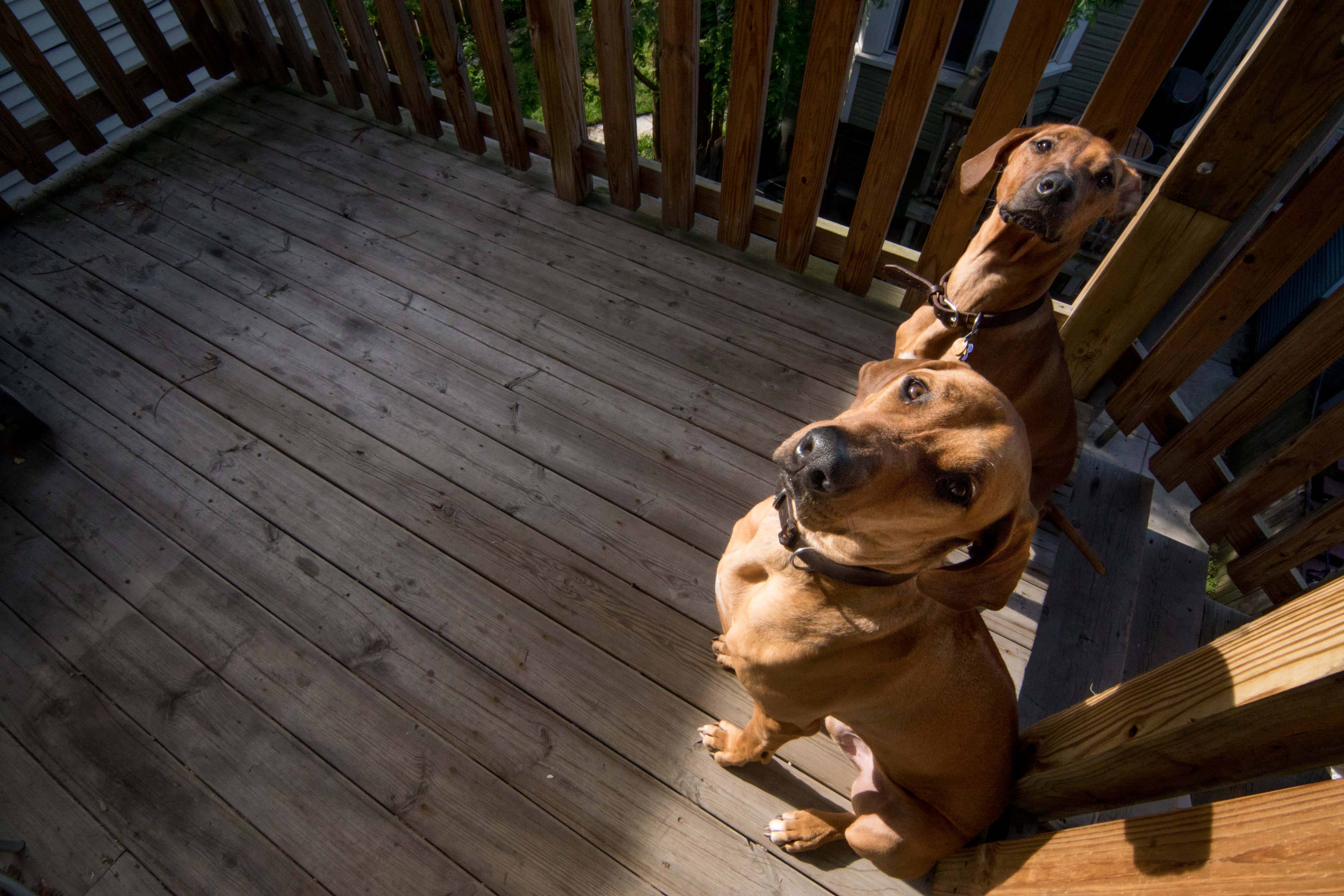 Rhodesian Ridgeback, puppy, cute, chicago