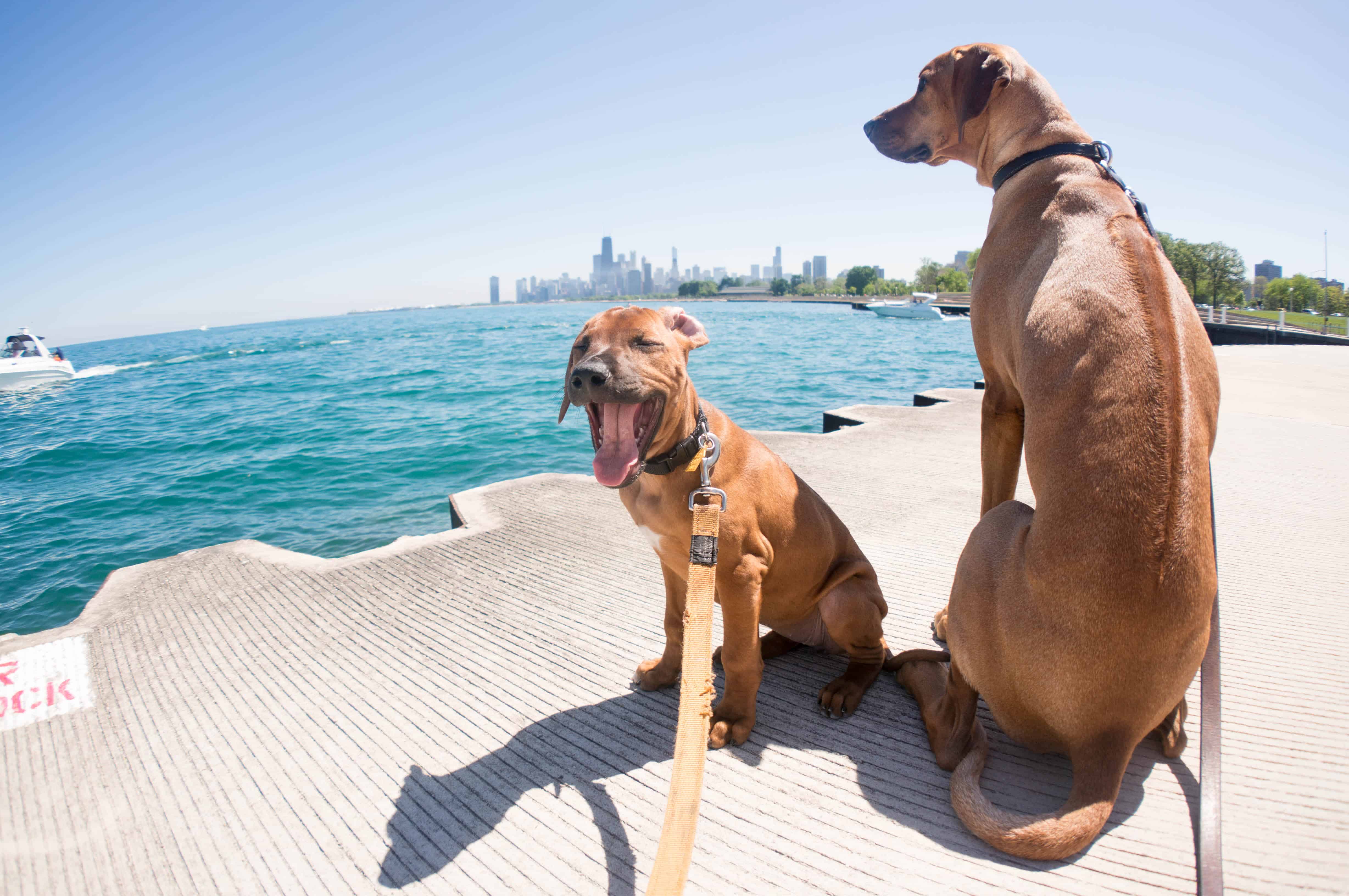 Rhodesian Ridgeback puppy, dogs, marking our territory, adventure, chicago