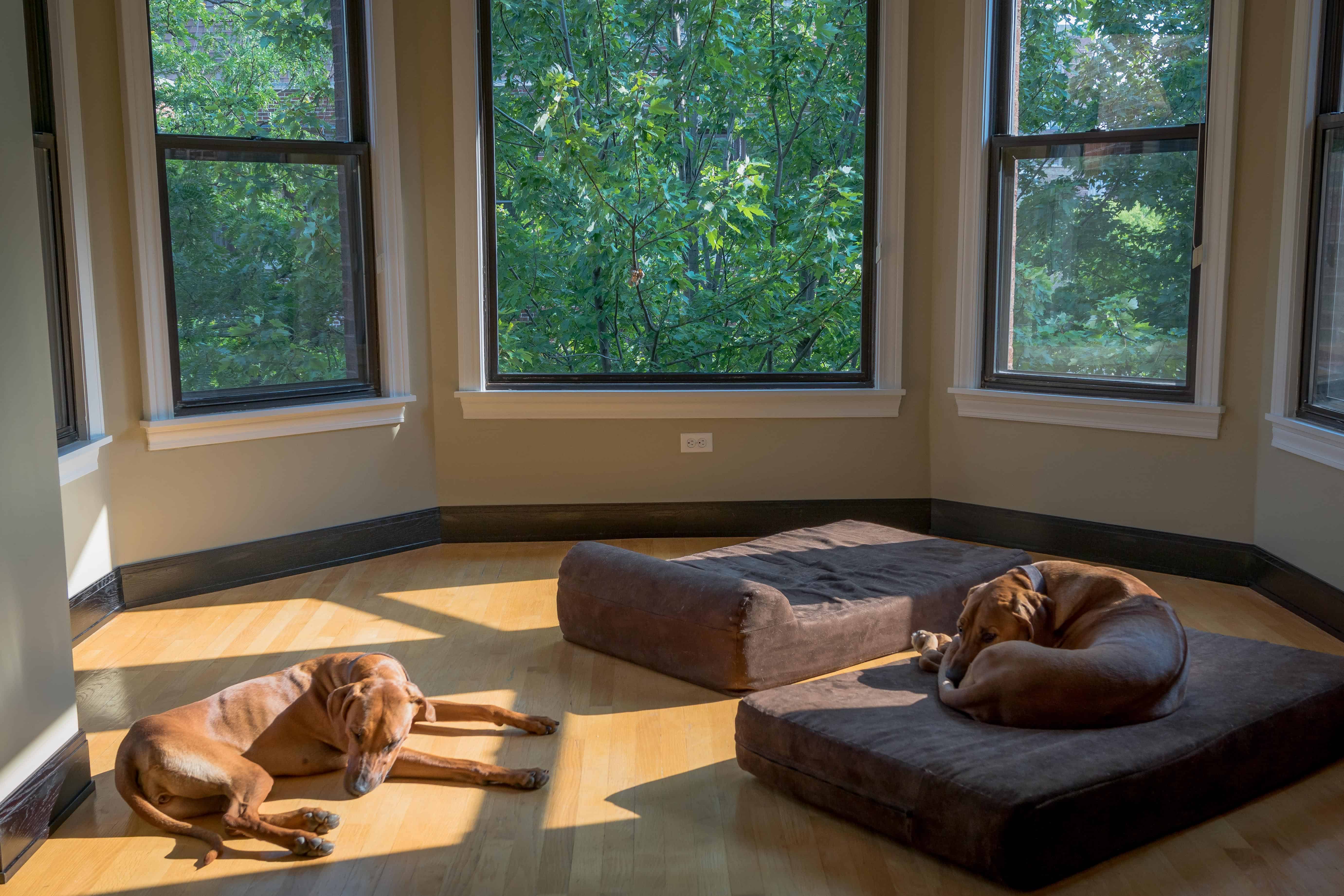 Rhodesian Ridgeback, puppy, cute, chicago, adventure