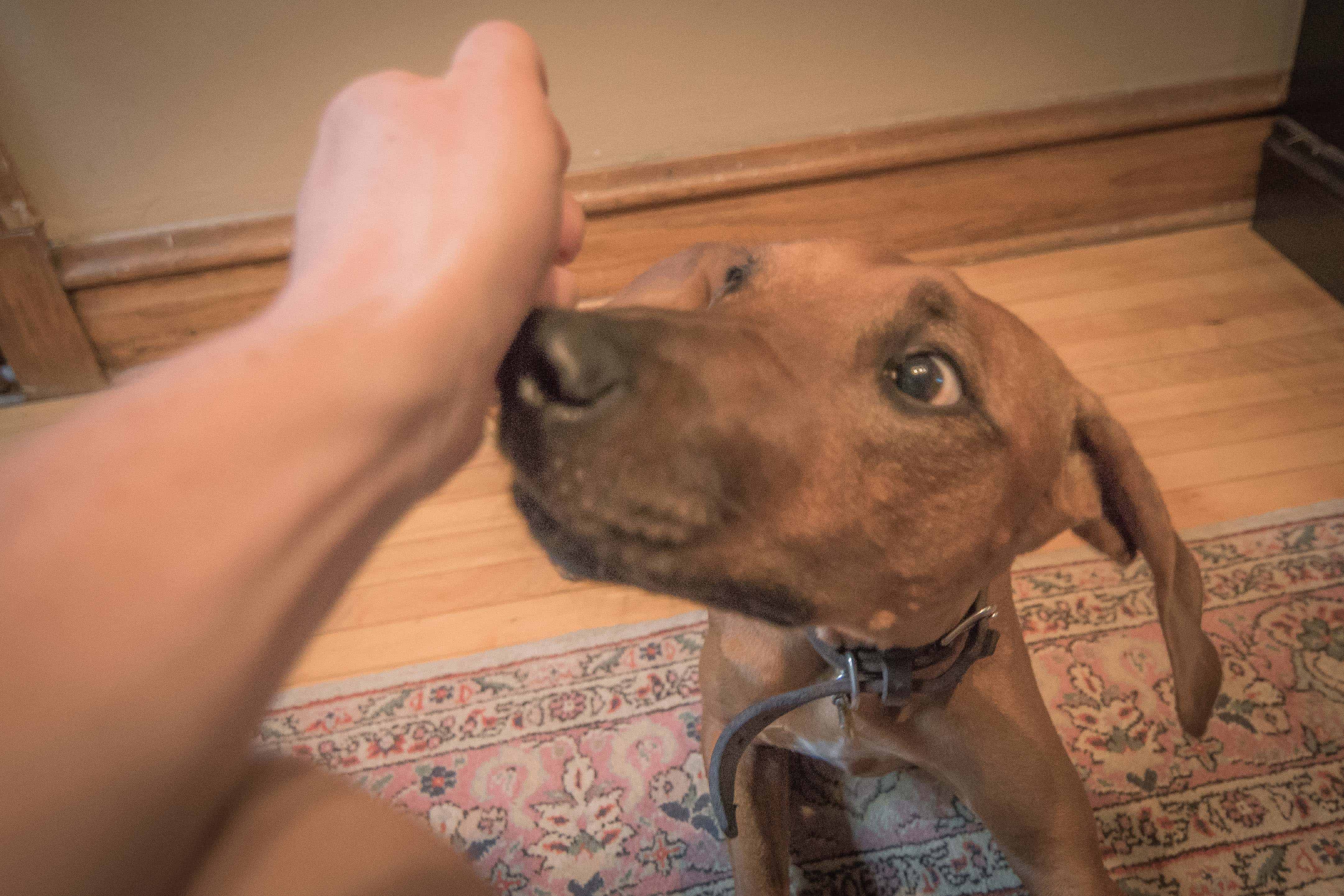 Rhodesian RIdgeback, puppy, cute, training, chicago