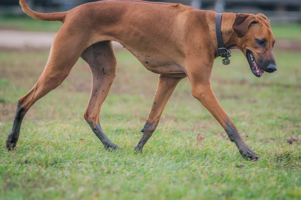 Rhodesian Ridgeback, blog, adventure, chicago, marking our territory, prairie wolf