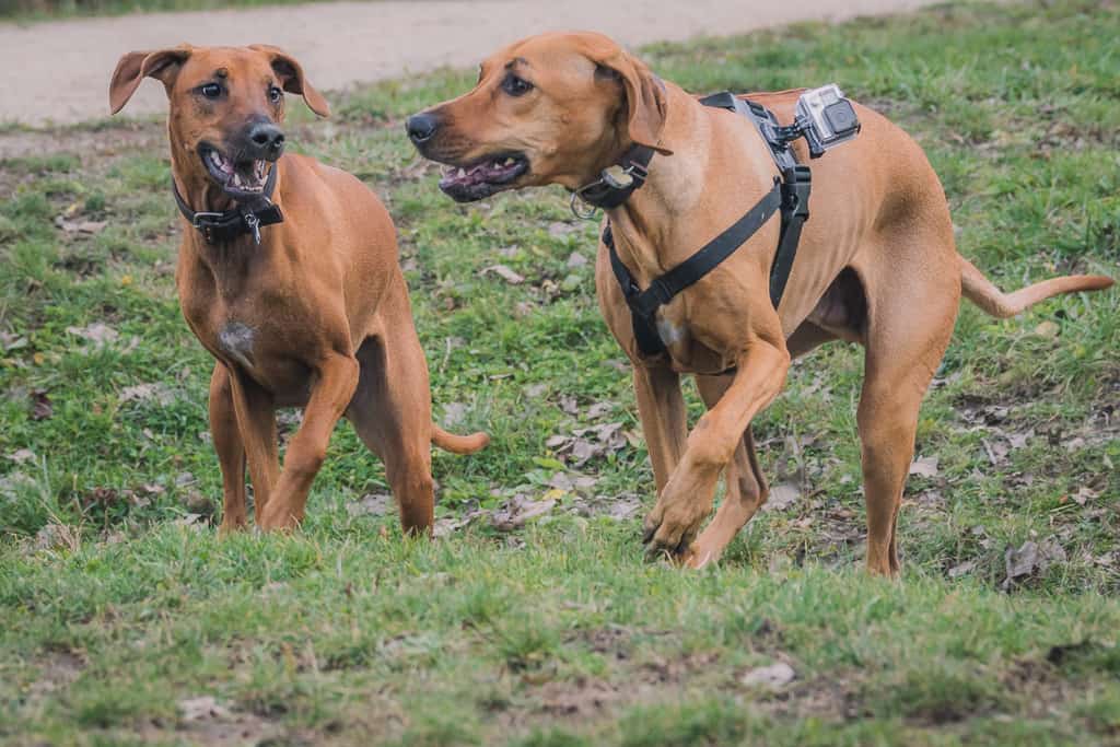 Rhodesian Ridgeback, blog, adventure, chicago, marking our territory, prairie wolf