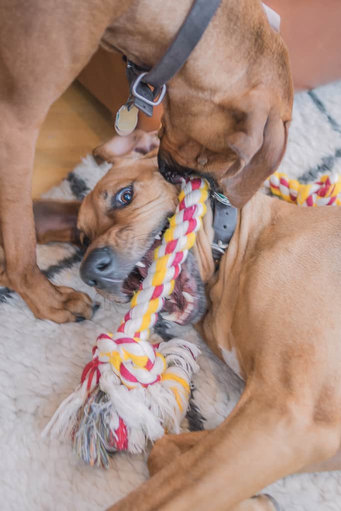 Rhodesian Ridgeback, puppy, cute, chicago, blog