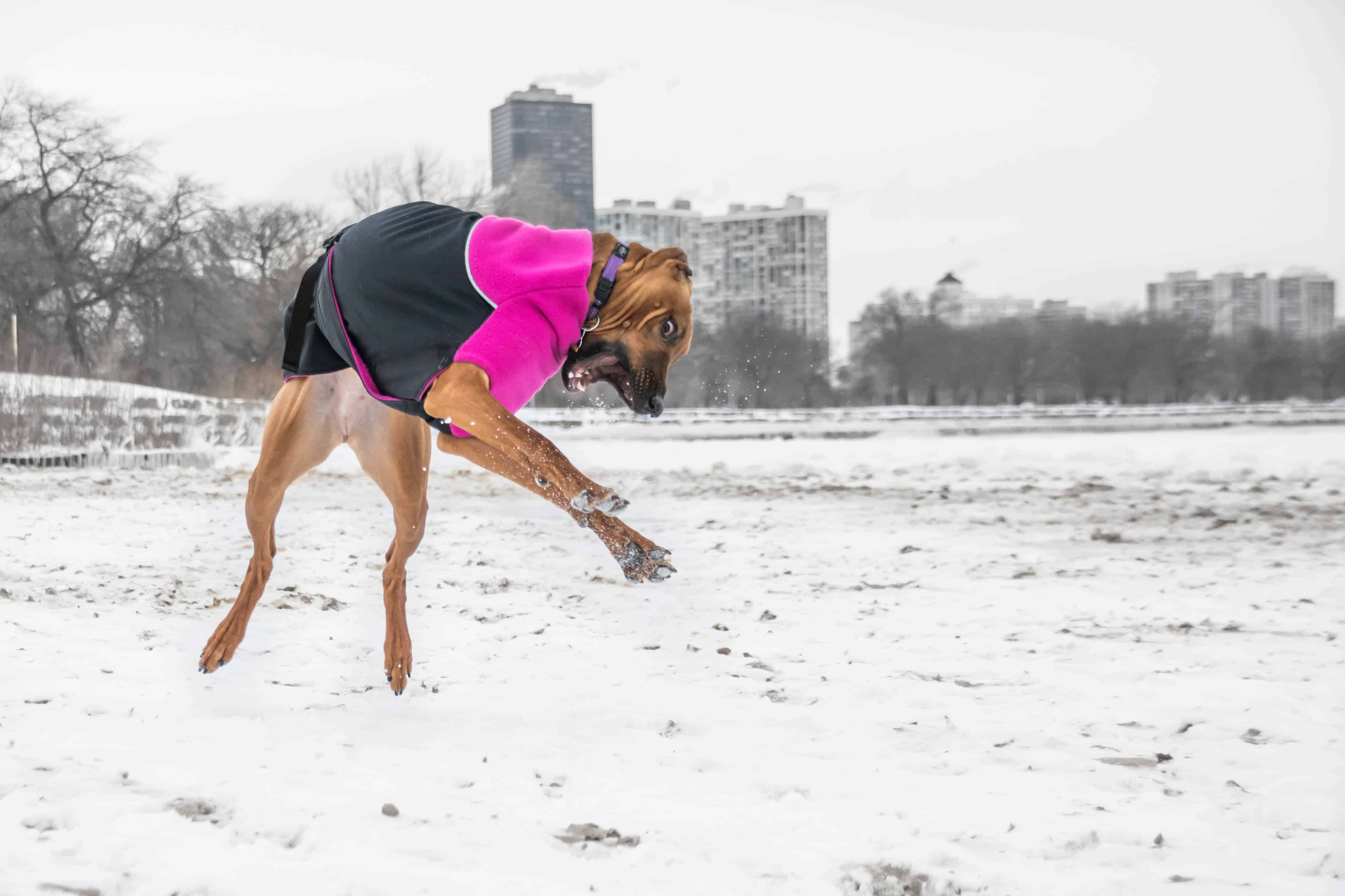 rhodesian ridgeback, blog, chicago, montrose dog beach