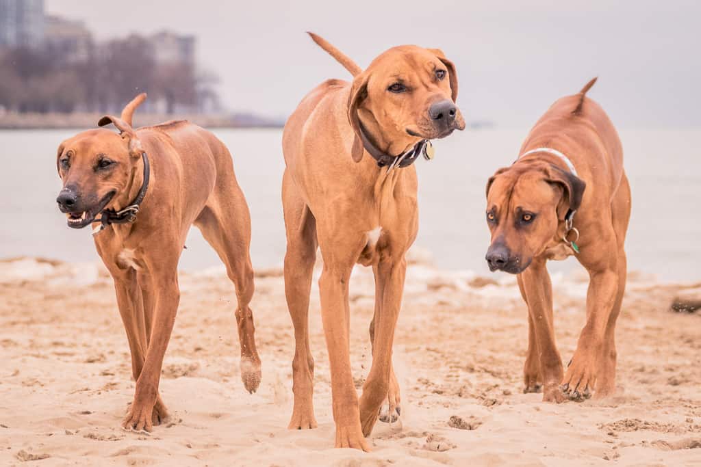 Rhodesian Ridgeback, montrose dog beach, chicago, blog, adventure,