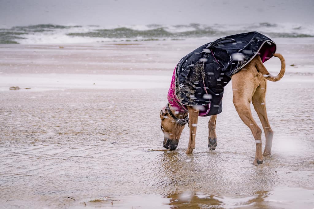 Rhodesian Ridgeback, blog, montrose dog beach, chicago, adventure