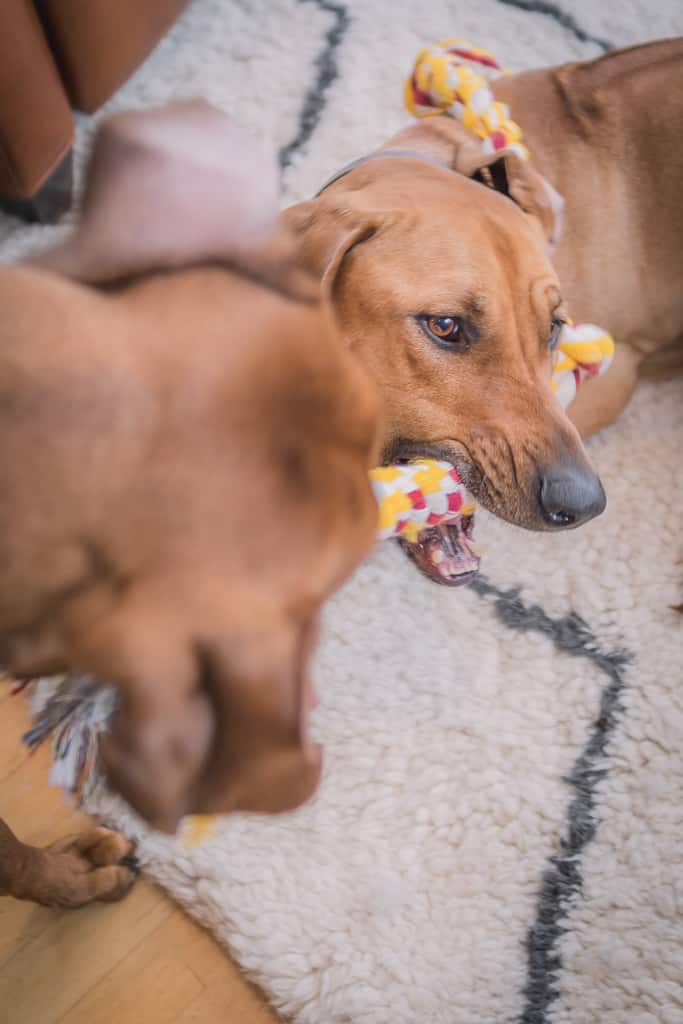 Rhodesian Ridgeback, puppy, cute, chicago, blog