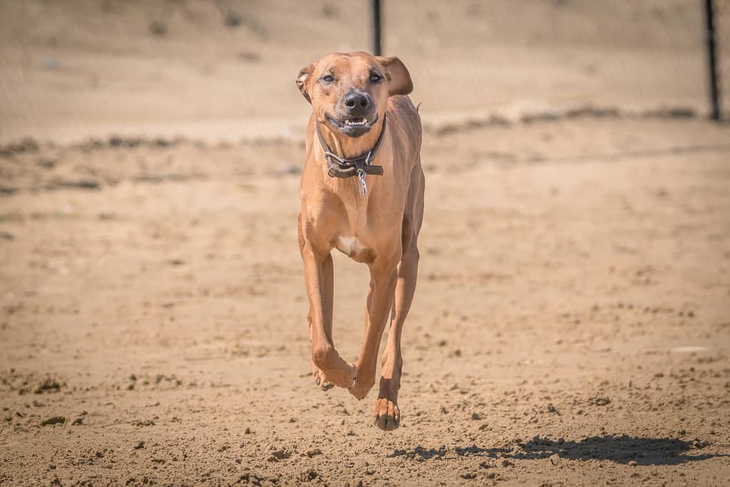 Rhodesian Ridgeback, blog, montrose dog beach, chicago, adventure