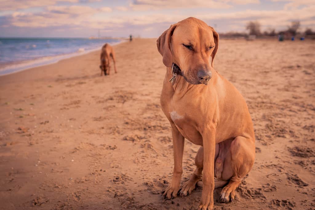 Rhodesian Ridgeback. losing a dog