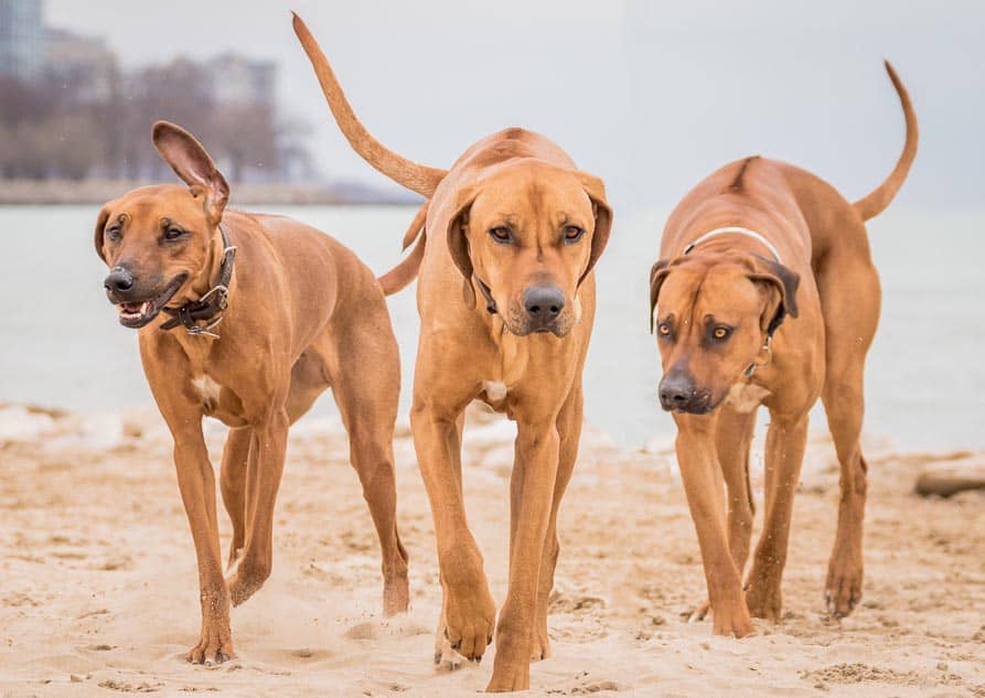 Rhodesian Ridgeback, montrose dog beach, chicago, blog, adventure,