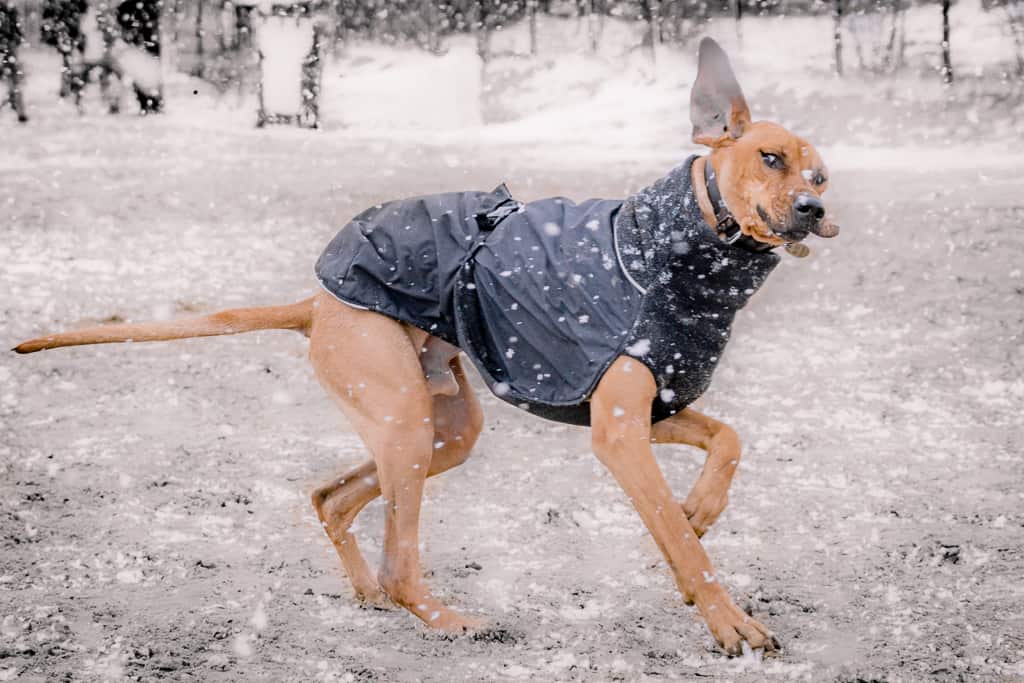 Rhodesian Ridgeback, blog, montrose dog beach, chicago, adventure