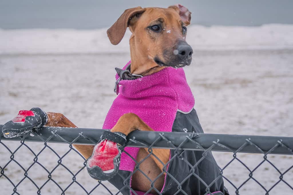 Rhodesian Ridgeback, blog, dog boots, cute, chicago, adventure