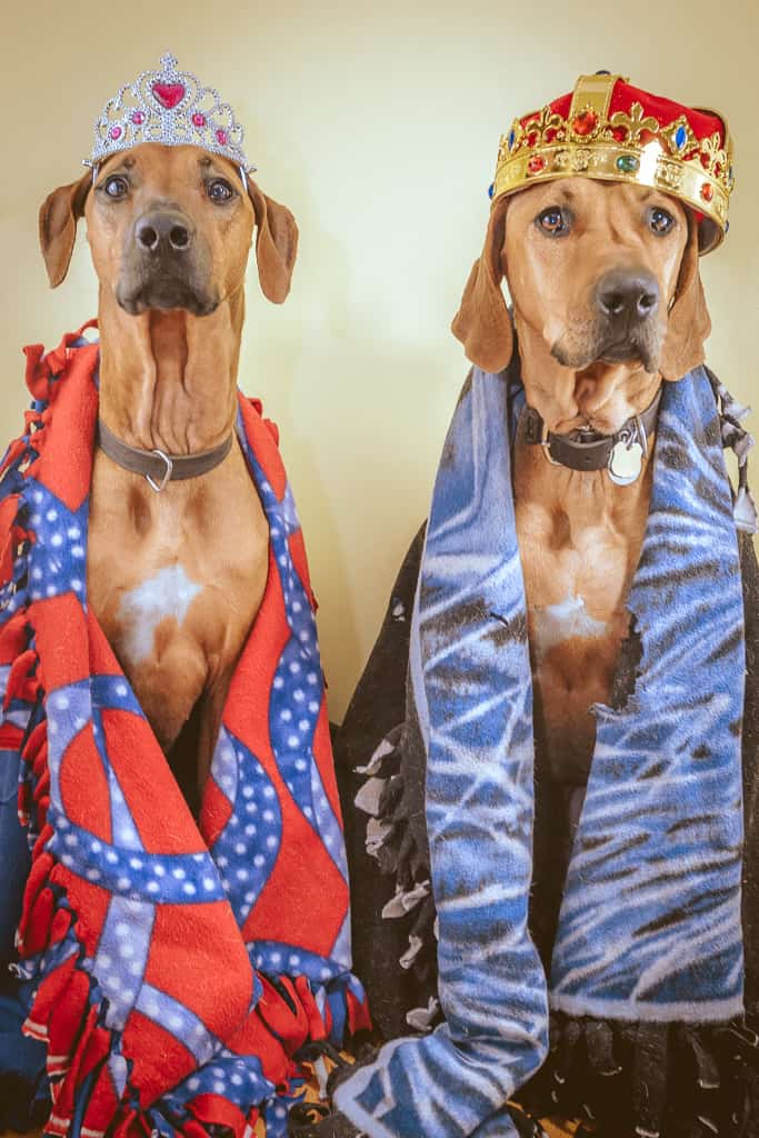 Rhodesian Ridgeback, blog, cute, adventure, chicago, puppy