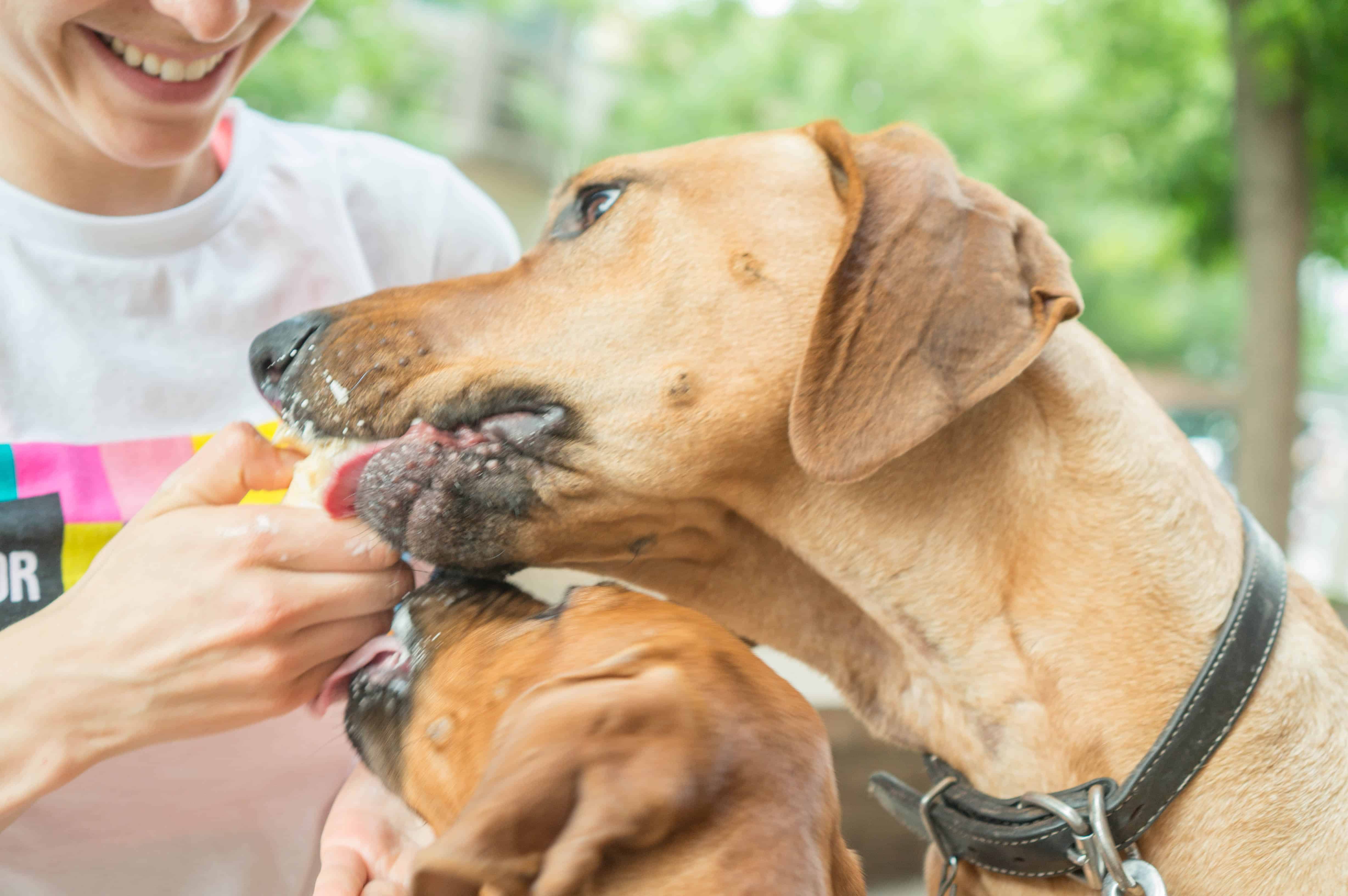 Rhodesian RIdgeback, blog, adventure, travel, marking our territory