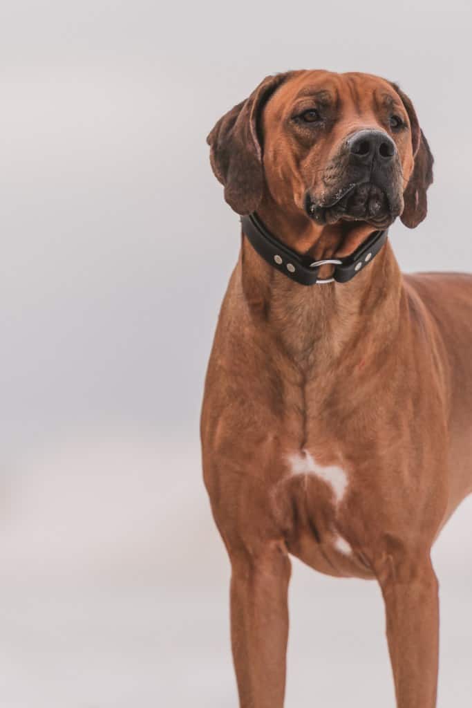 Best collar 2025 for rhodesian ridgeback