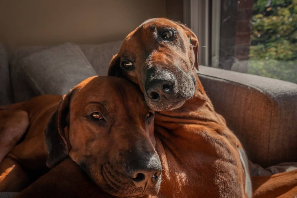 Rhodesian store ridgeback funny