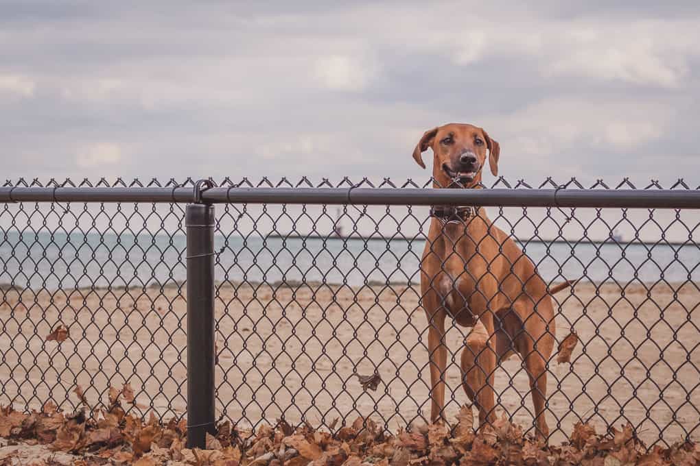 Rhodesian Ridgeback, Montrose Dog Beach, Chicago, Adventure, Marking Our Territory