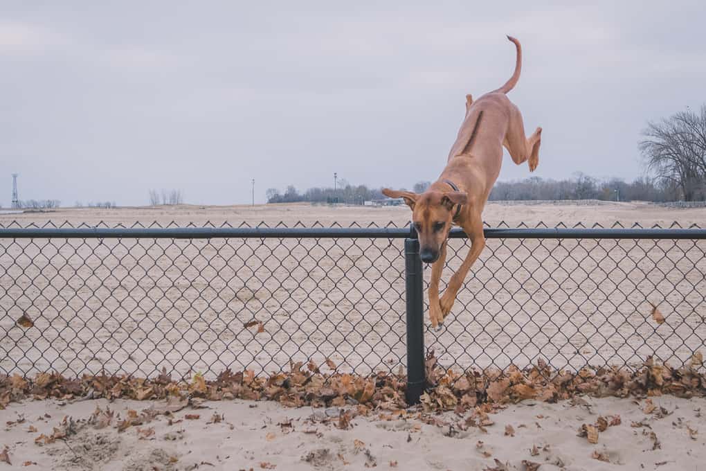 Rhodesian Ridgeback, Montrose Dog Beach, Chicago, Adventure, Marking Our Territory