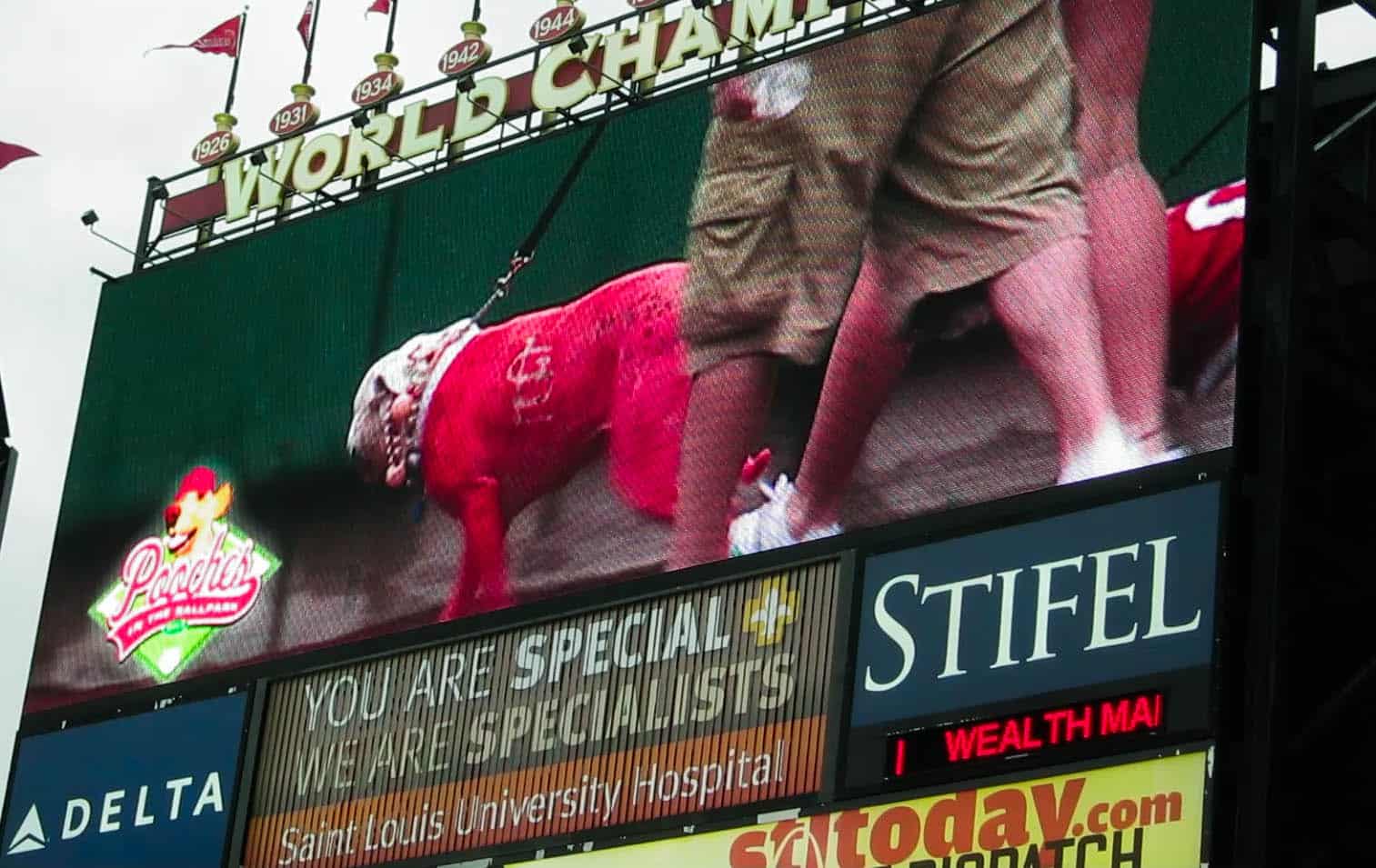 Rhodesian Ridgeback, pet adventure, dog blog, pooches in the ballpark, st louis cardinals, petcentric, marking our territory