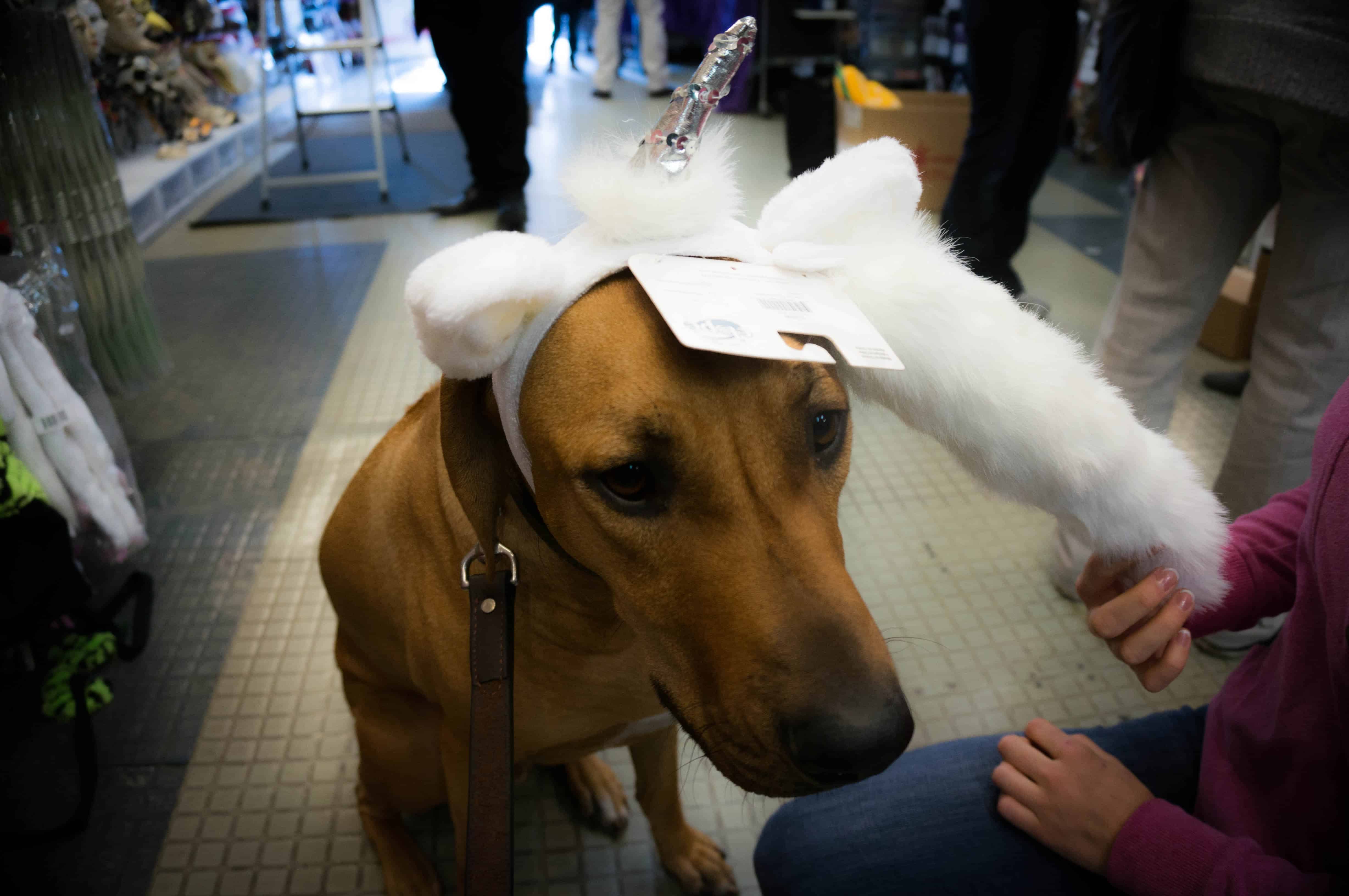 Rhodesian Ridgeback, adventure, dogs, marking our territory, halloween