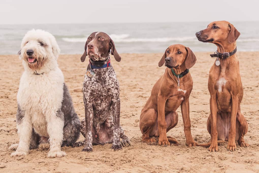 Montrose Dog Beach, Rhodesian Ridgeback, Marking Our Territory, Adventure