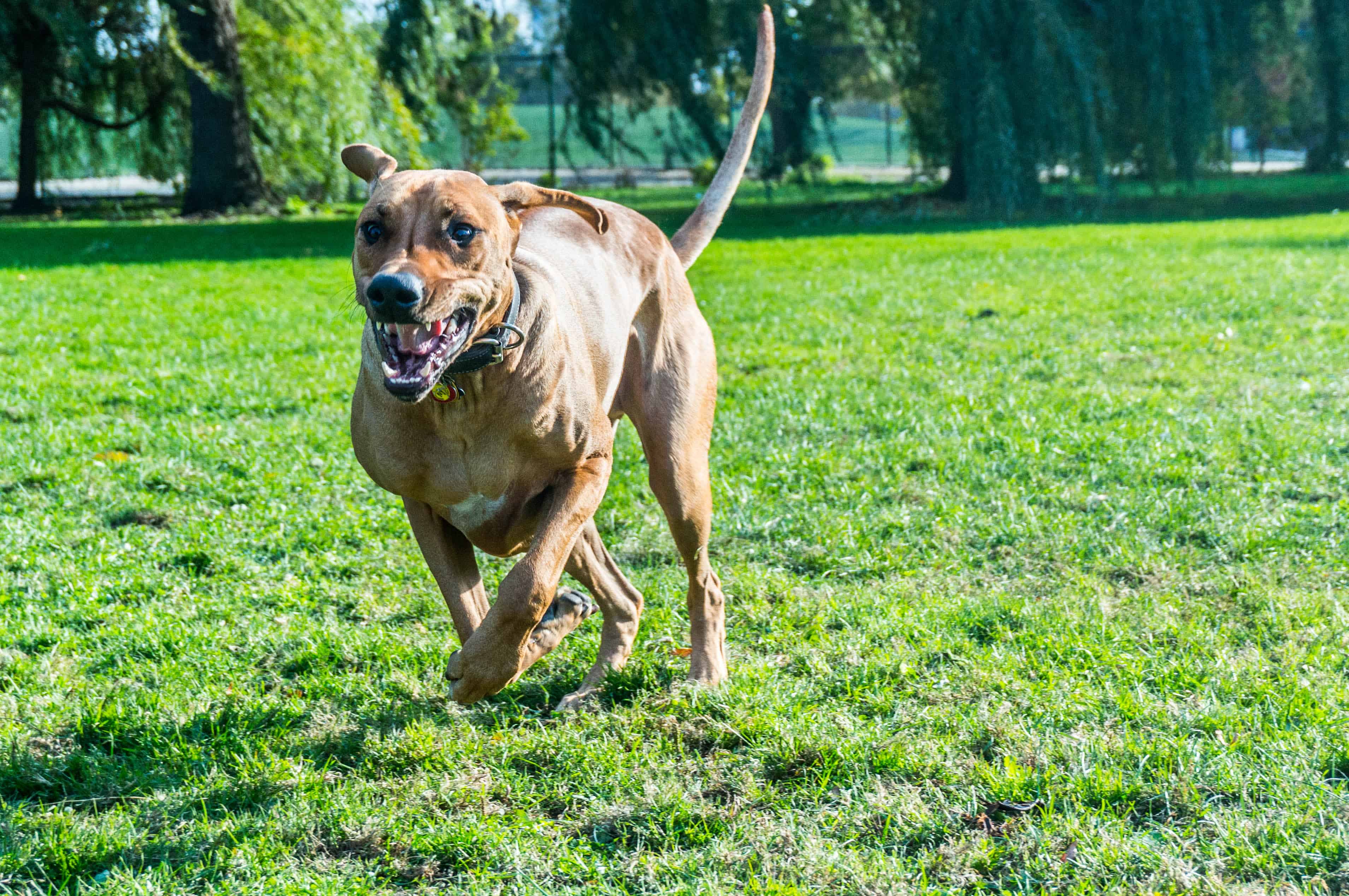 Rhodesian Ridgeback, adventure, marking our territory, chicago, dogs, blog, photo