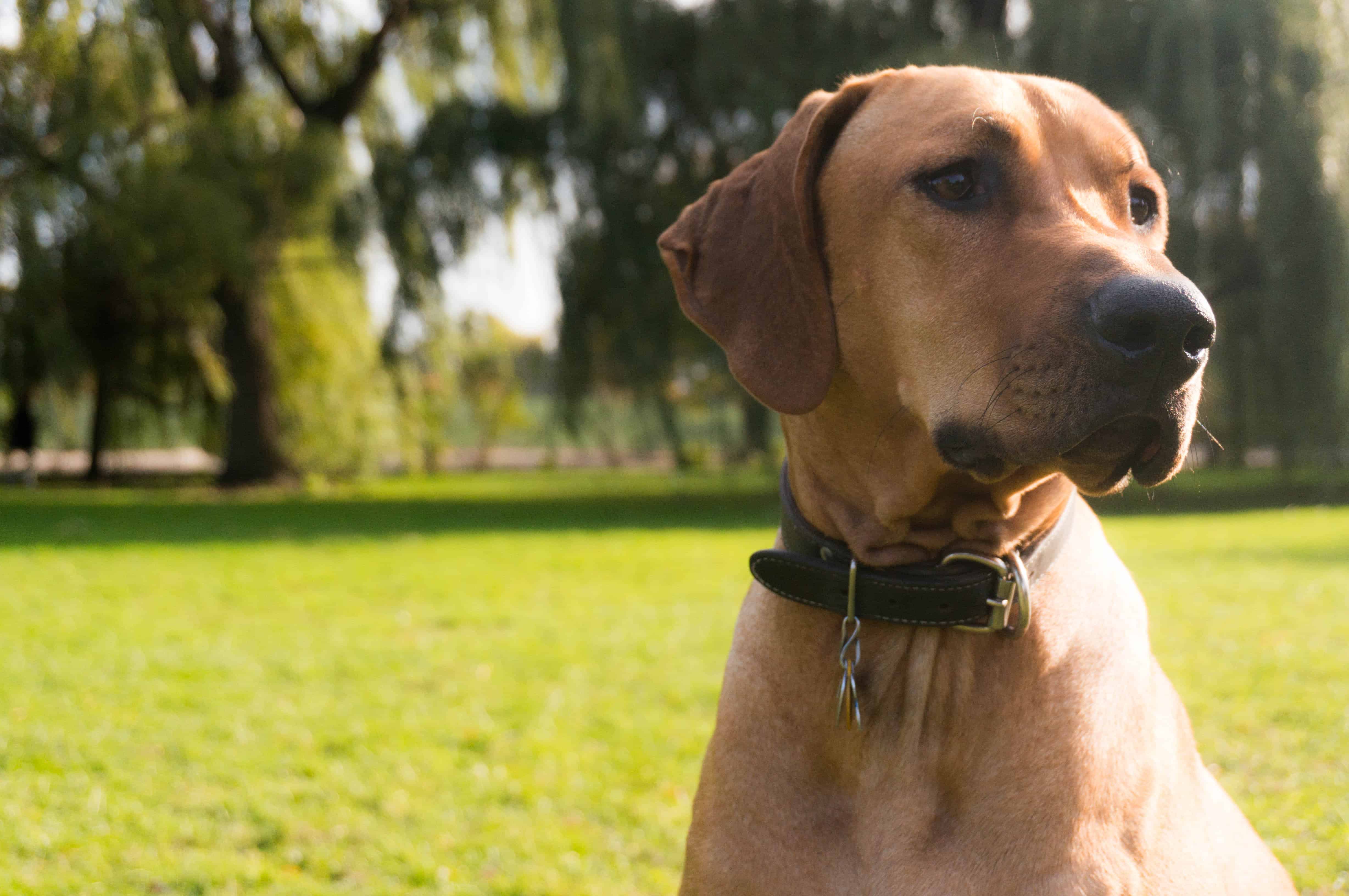 Rhodesian Ridgeback, adventure, marking our territory, chicago, dogs, blog, photo