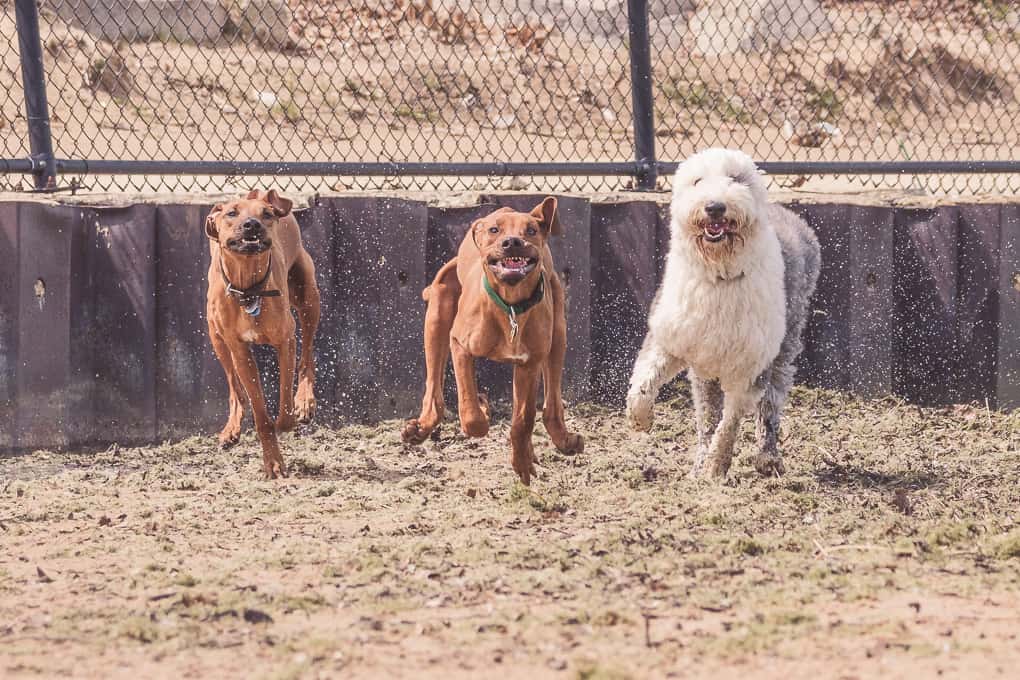 Montrose Dog Beach, Rhodesian Ridgeback, Marking Our Territory, Adventure