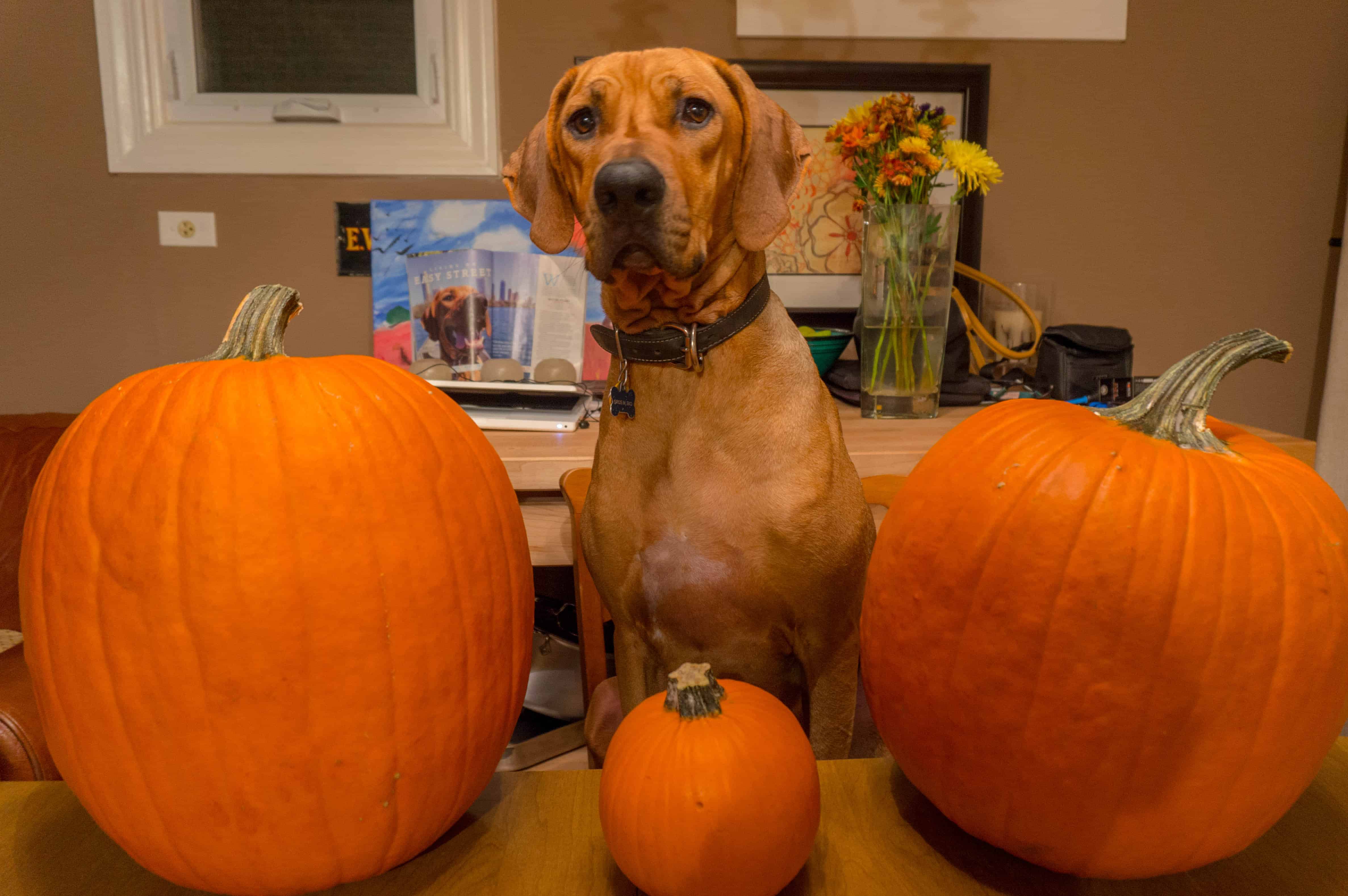 Rhodesian Ridgeback, adventure, pumpkin, dogs, marking our territory, chicago