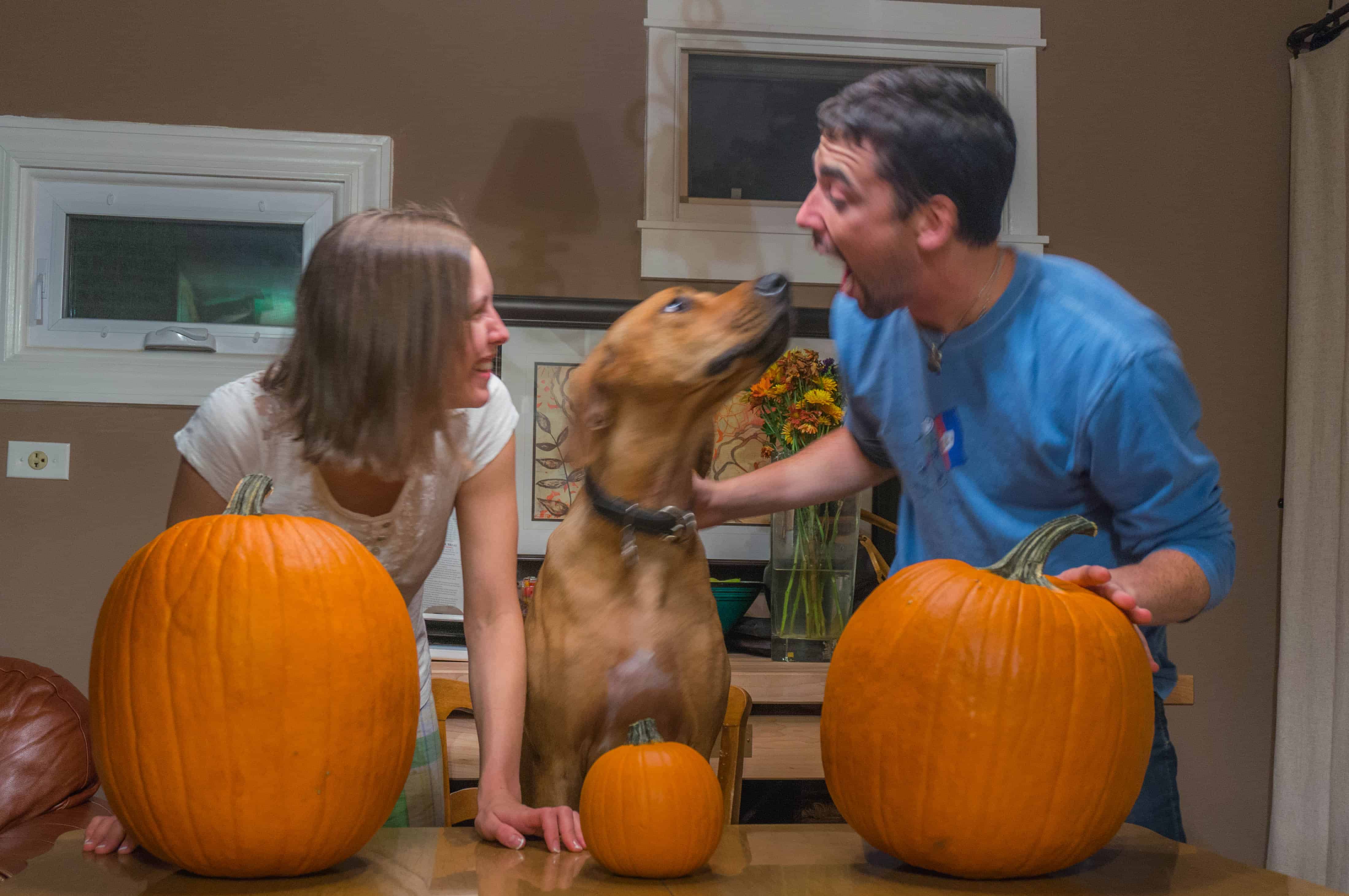 Rhodesian Ridgeback, adventure, pumpkin, dogs, marking our territory, chicago