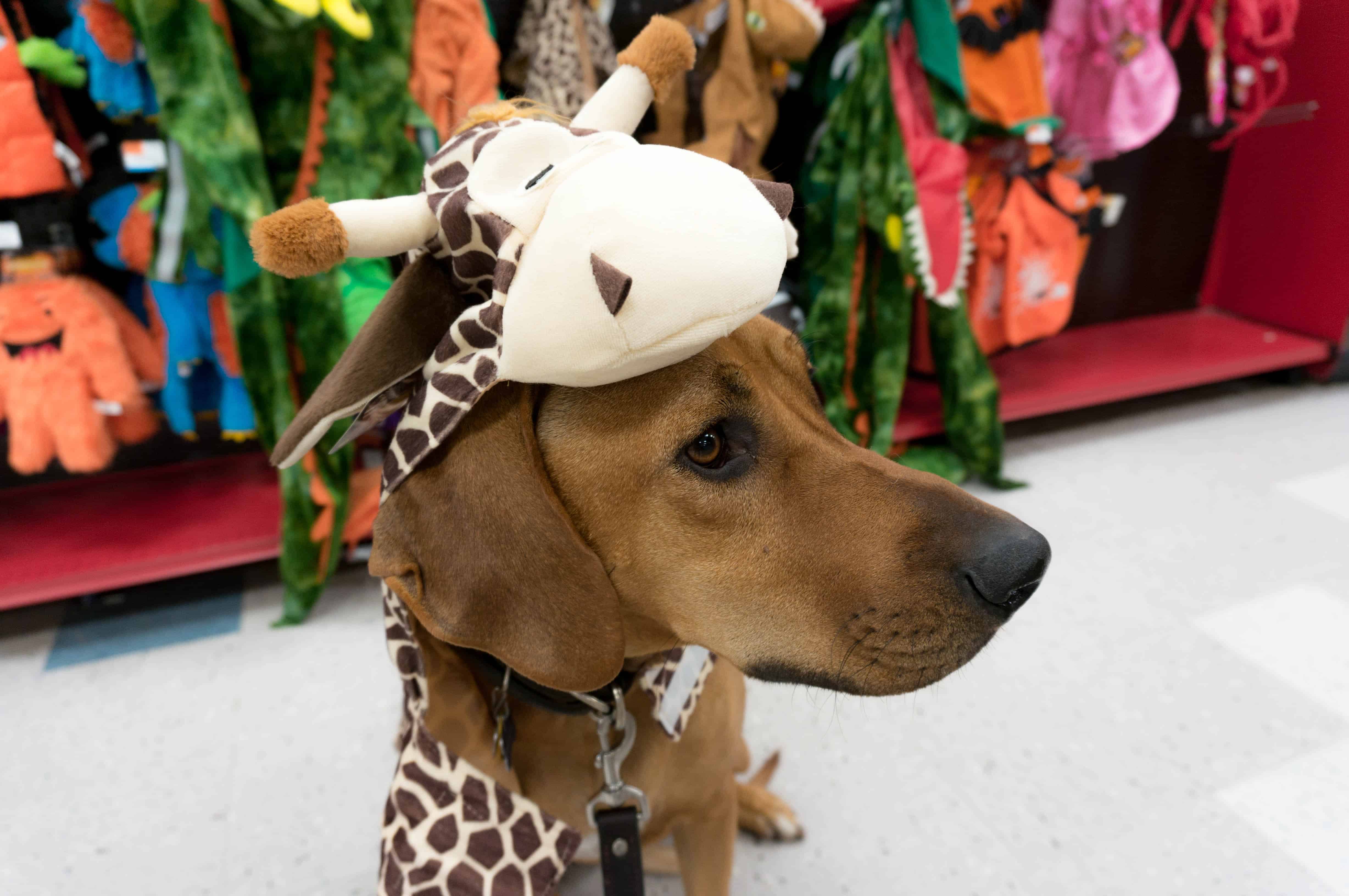 Rhodesian Ridgeback, adventure, dogs, marking our territory, halloween